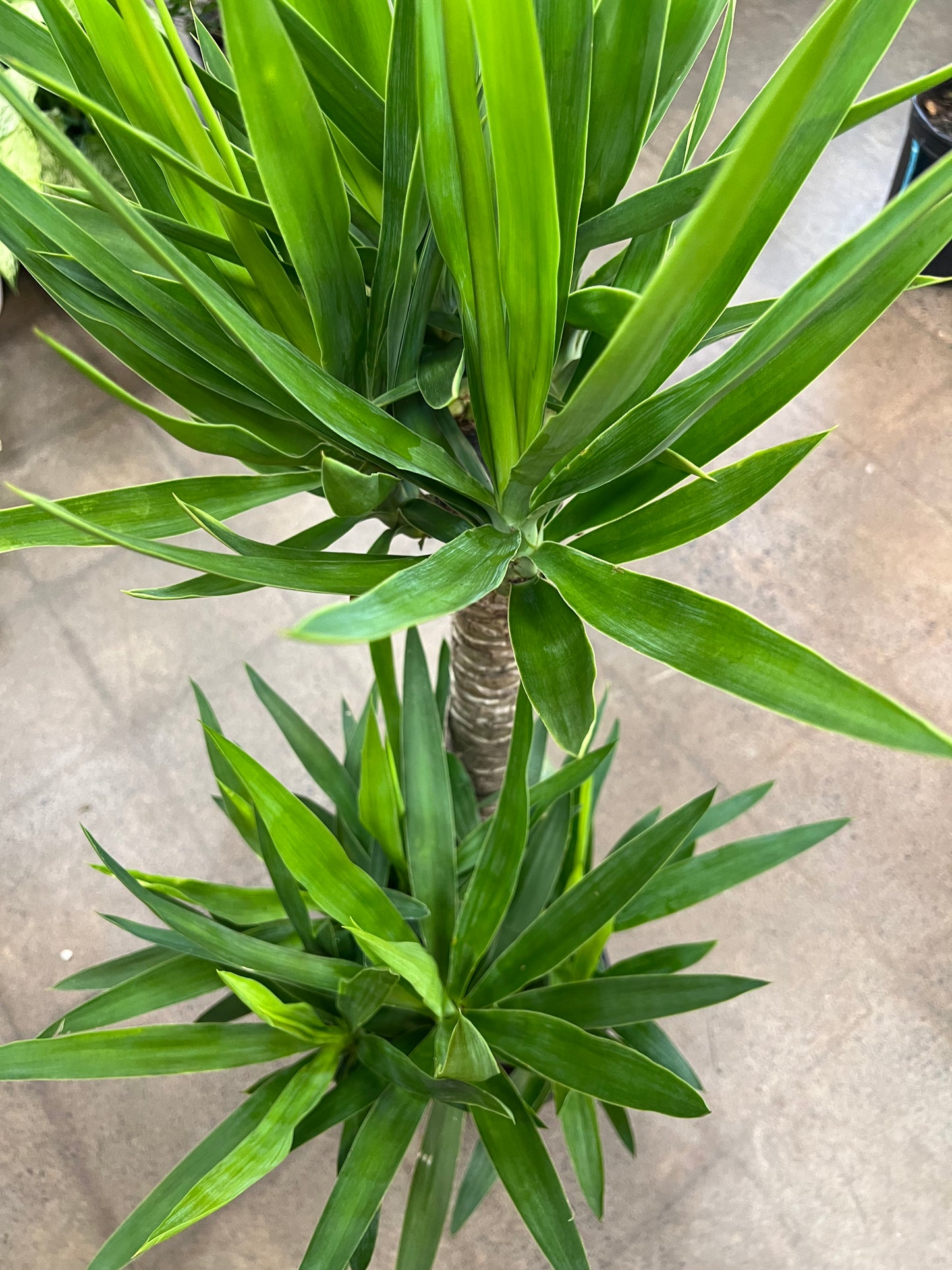 Yucca Cane 3'2'1'