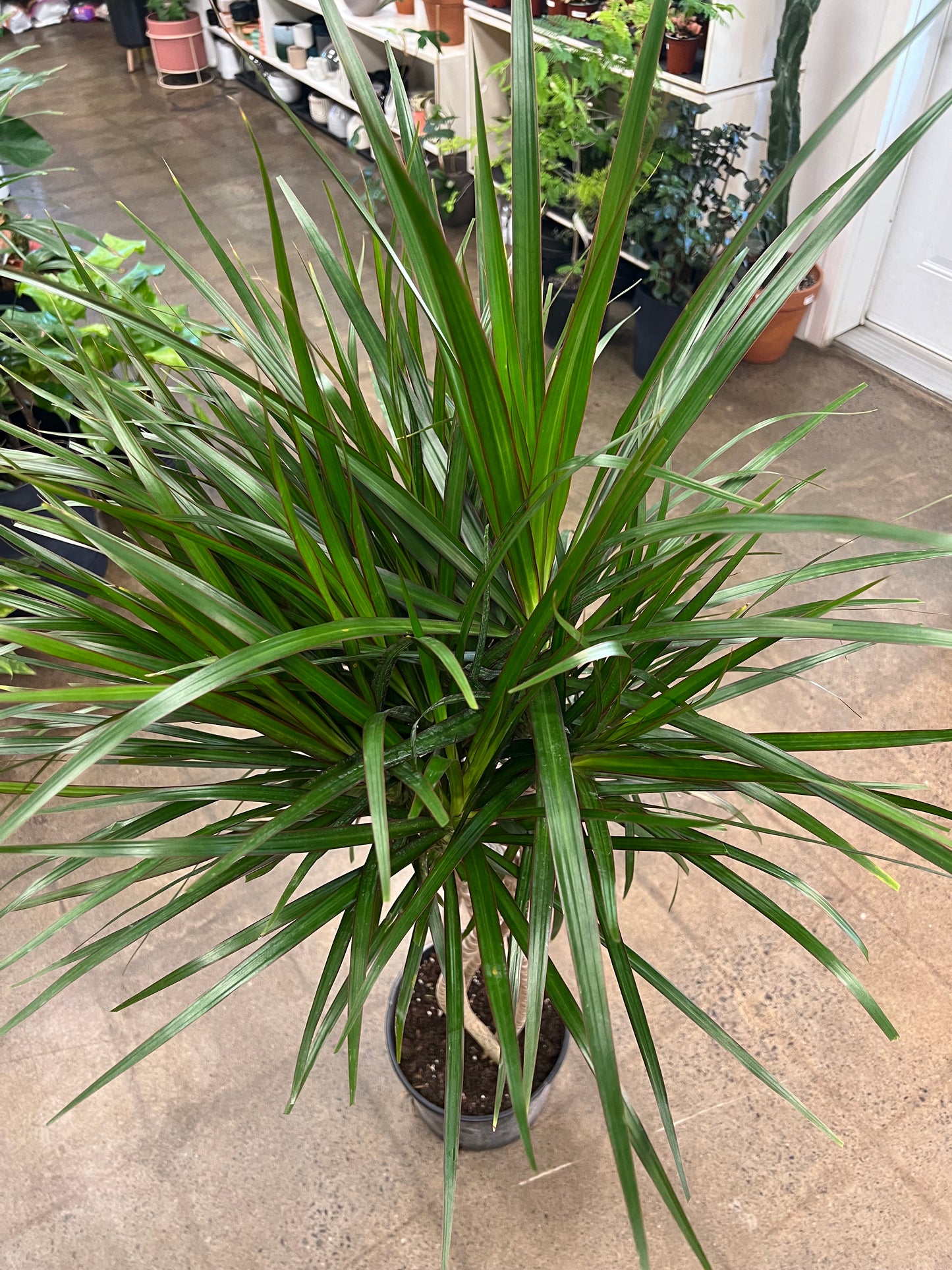 Dracaena Marginata Open weave