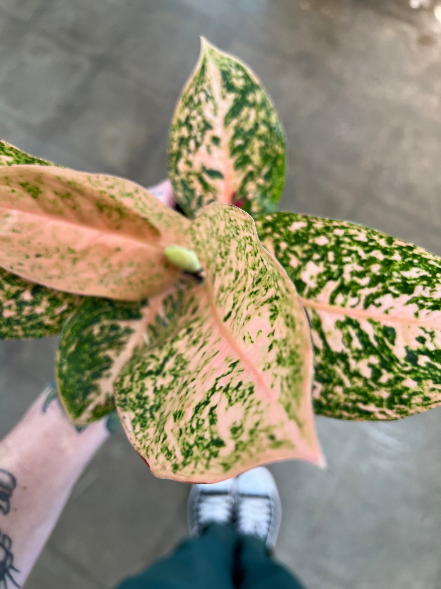 Aglaonema Orange Stardust