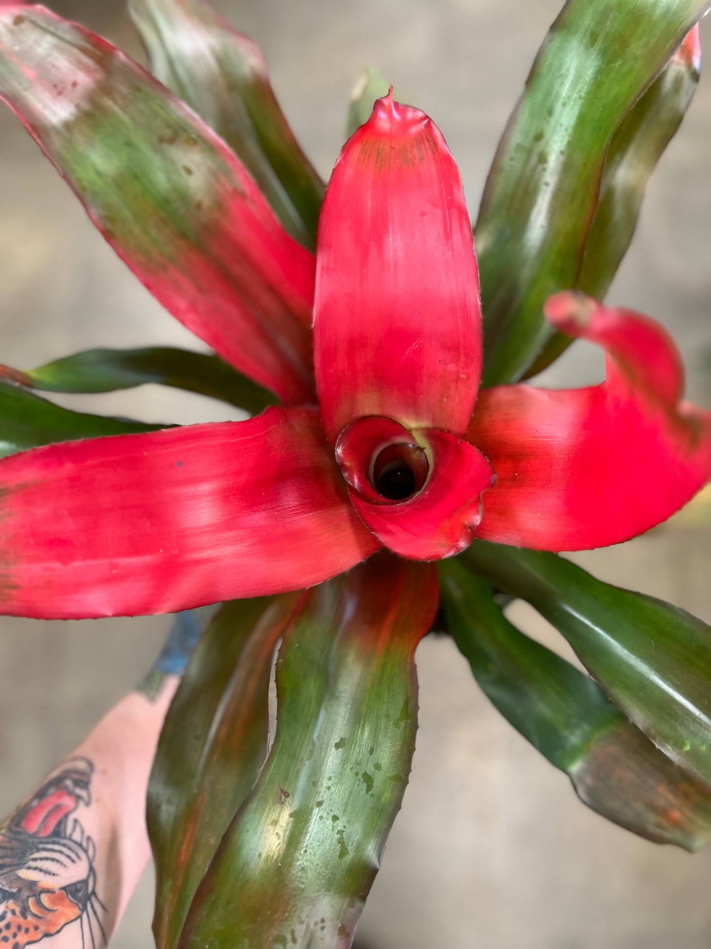 Bromelia Neoregelia Asst.