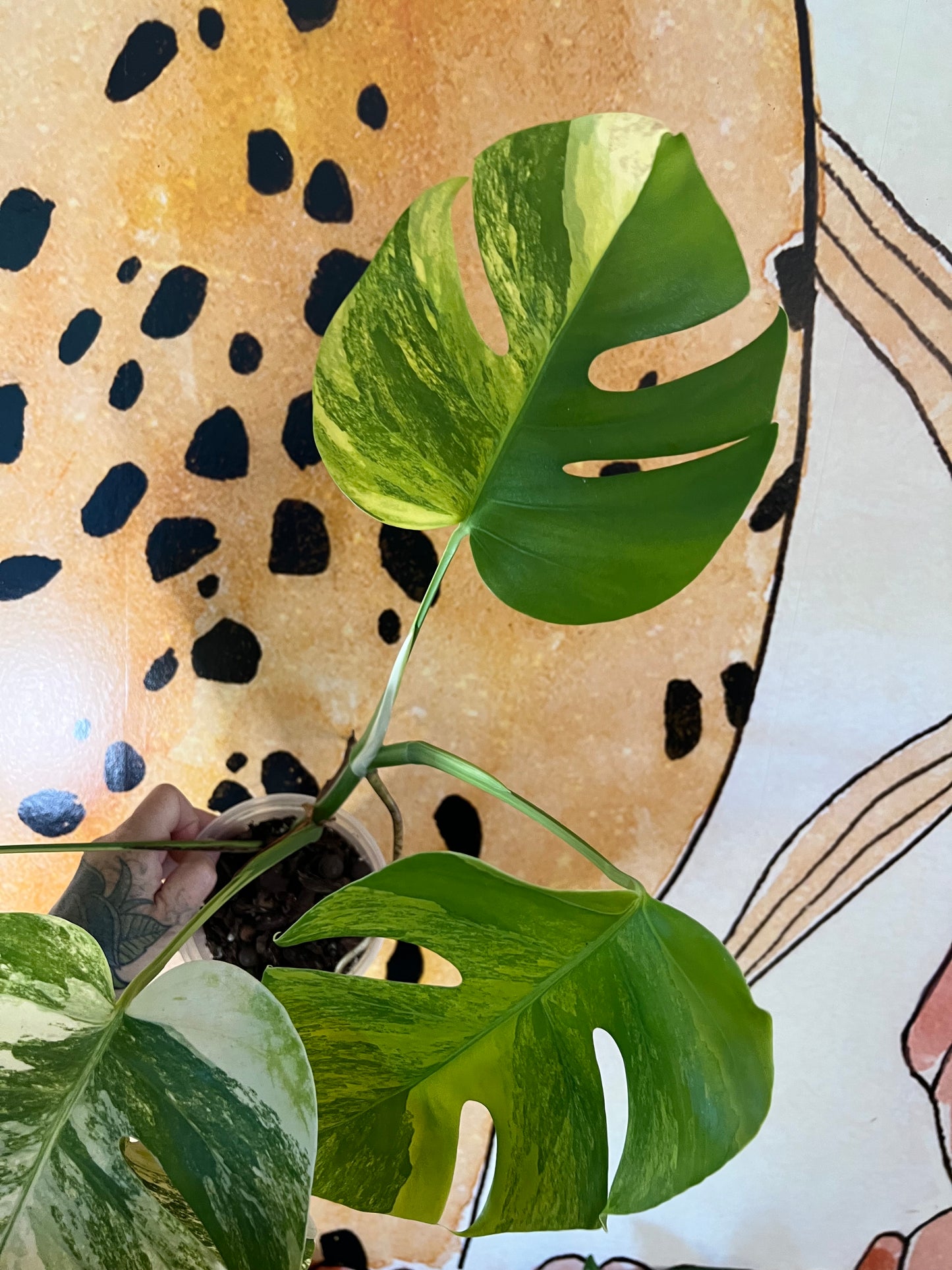 Monstera Aurea