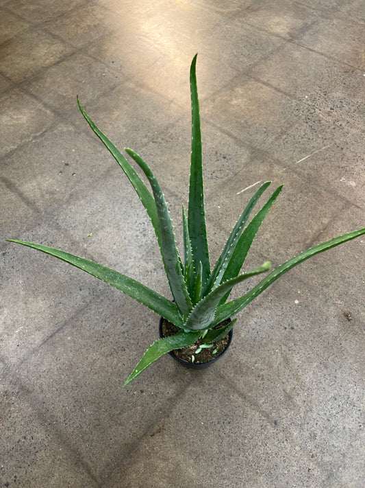 Aloe Vera