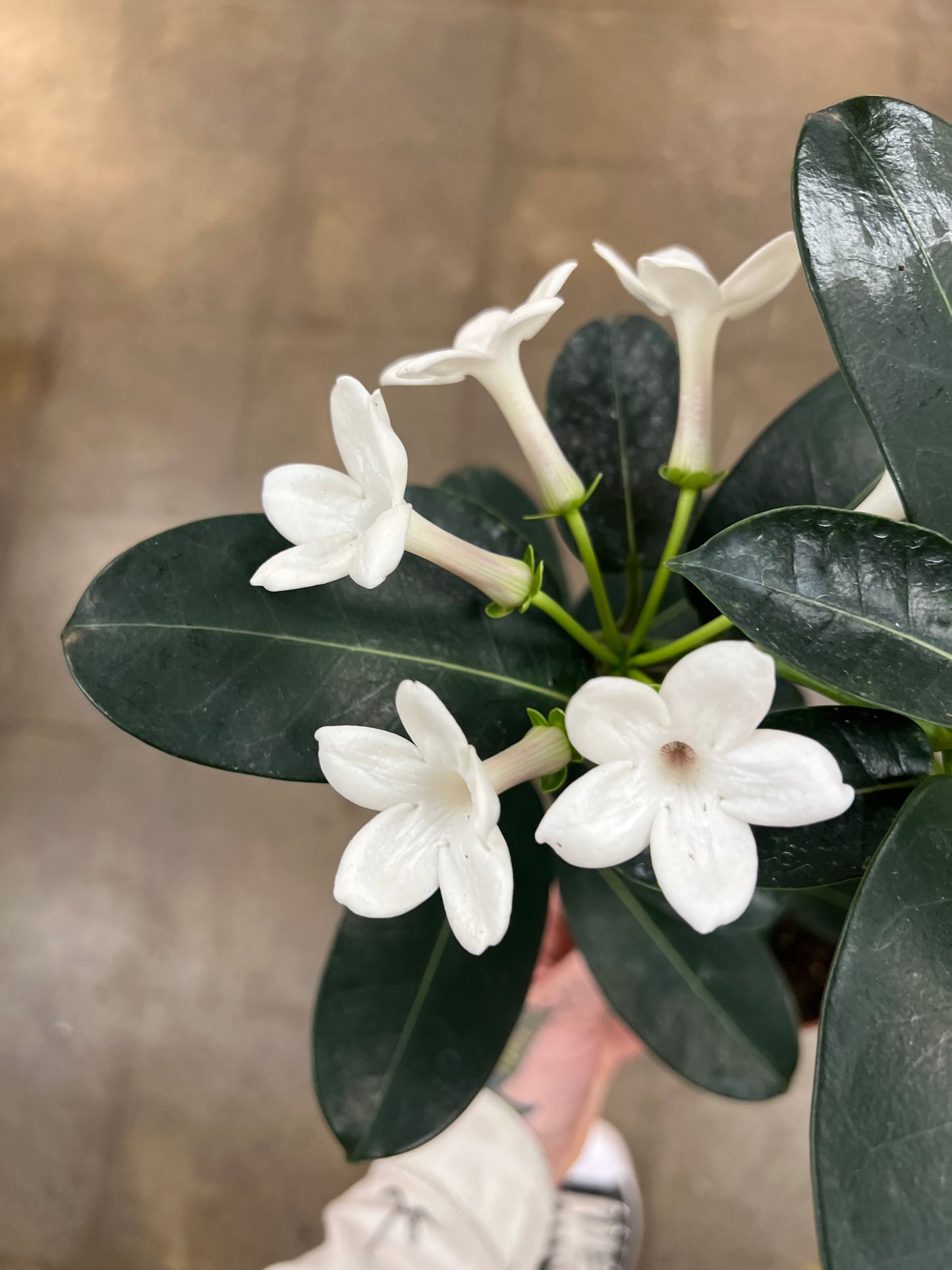 Stephanotis