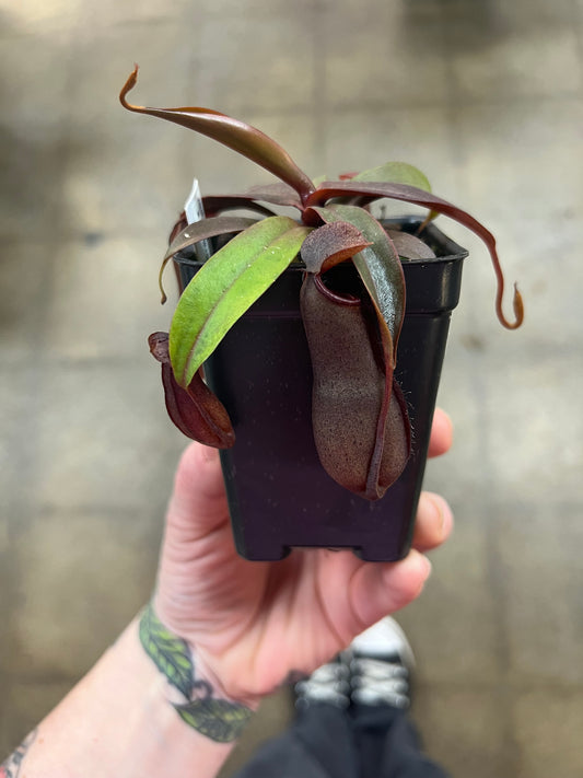 Nepenthes Rebecca Soper