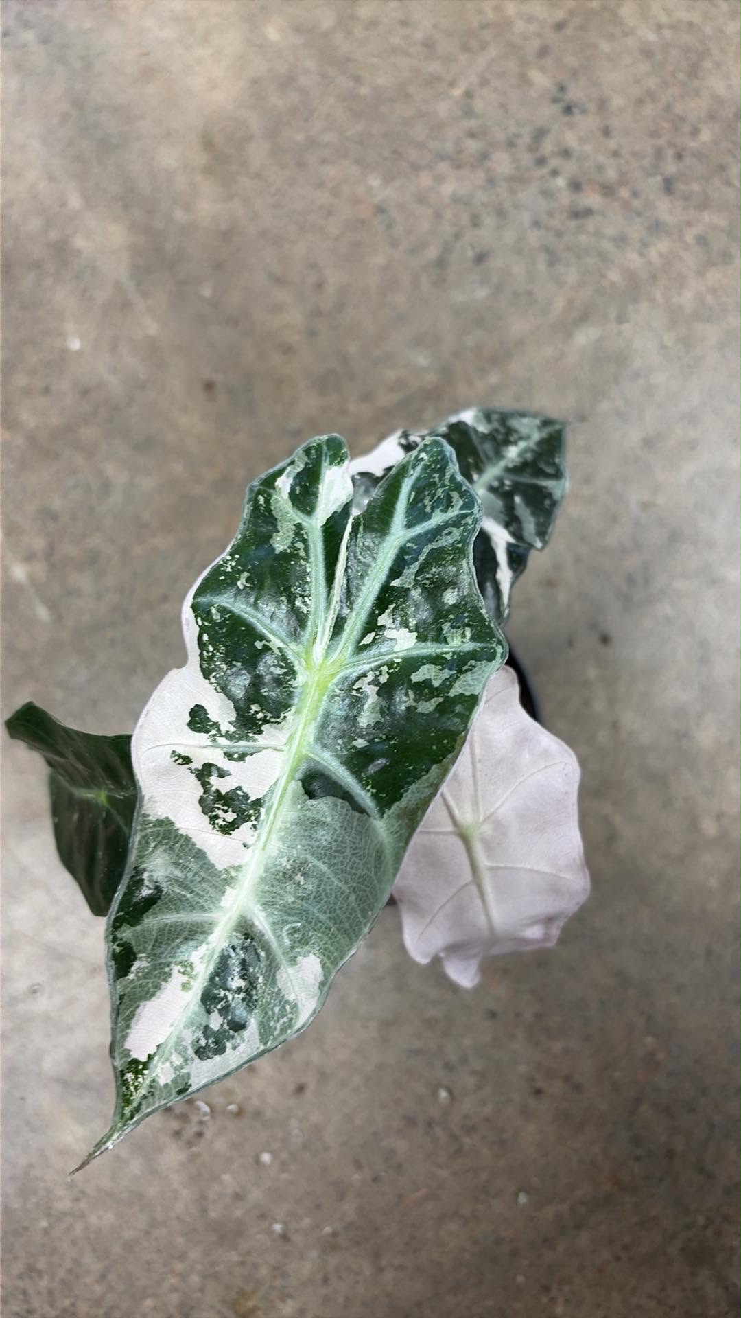 Alocasia Polly Pink Variegated #3