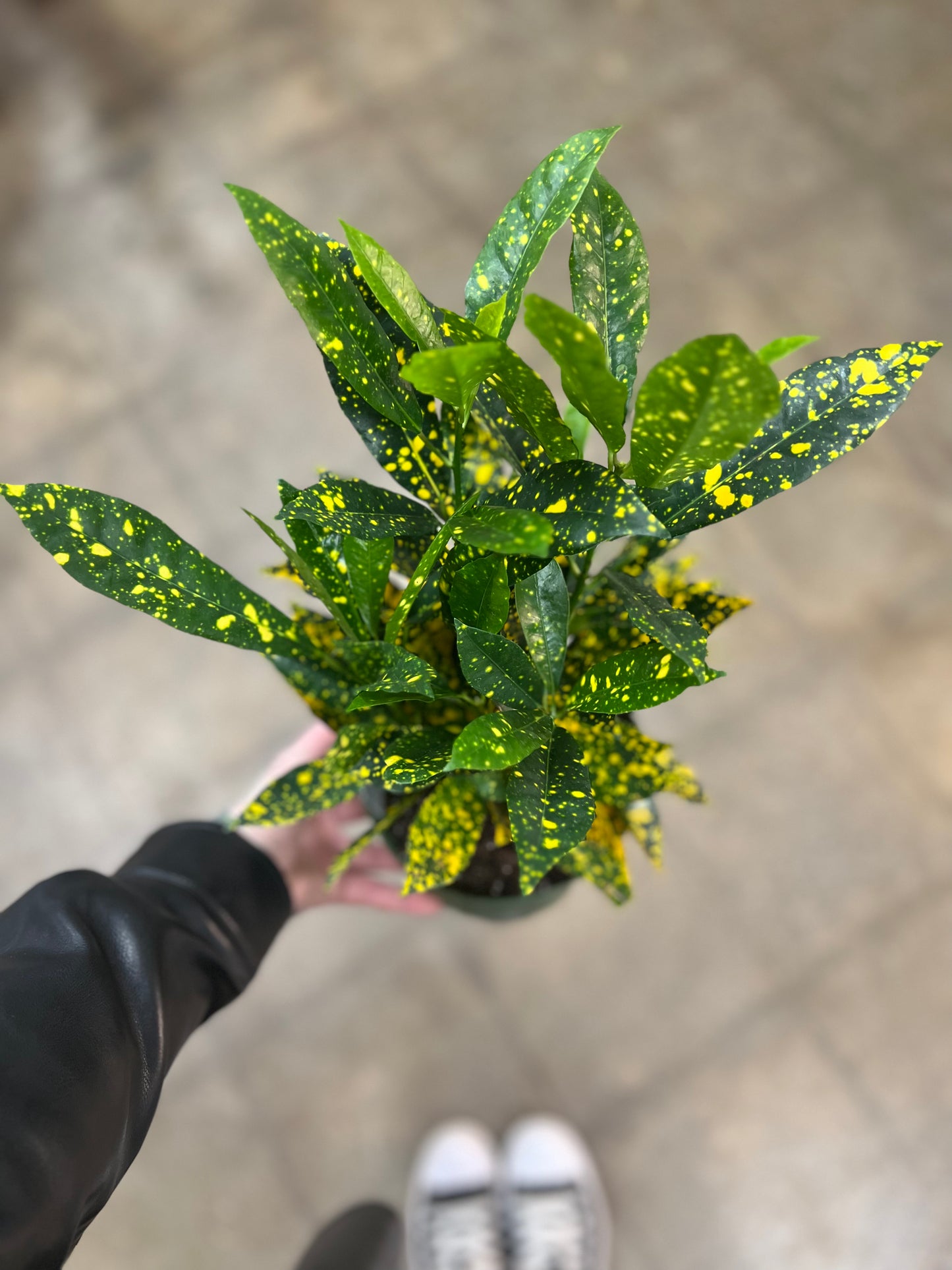 Croton Golddust