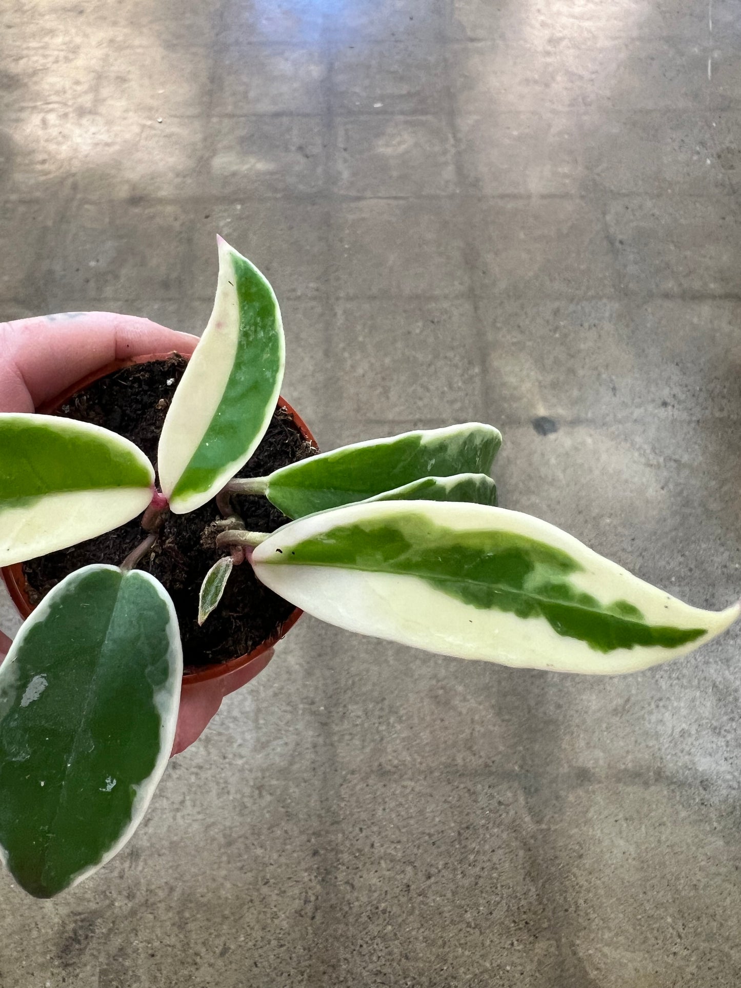 Hoya Krimson Queen