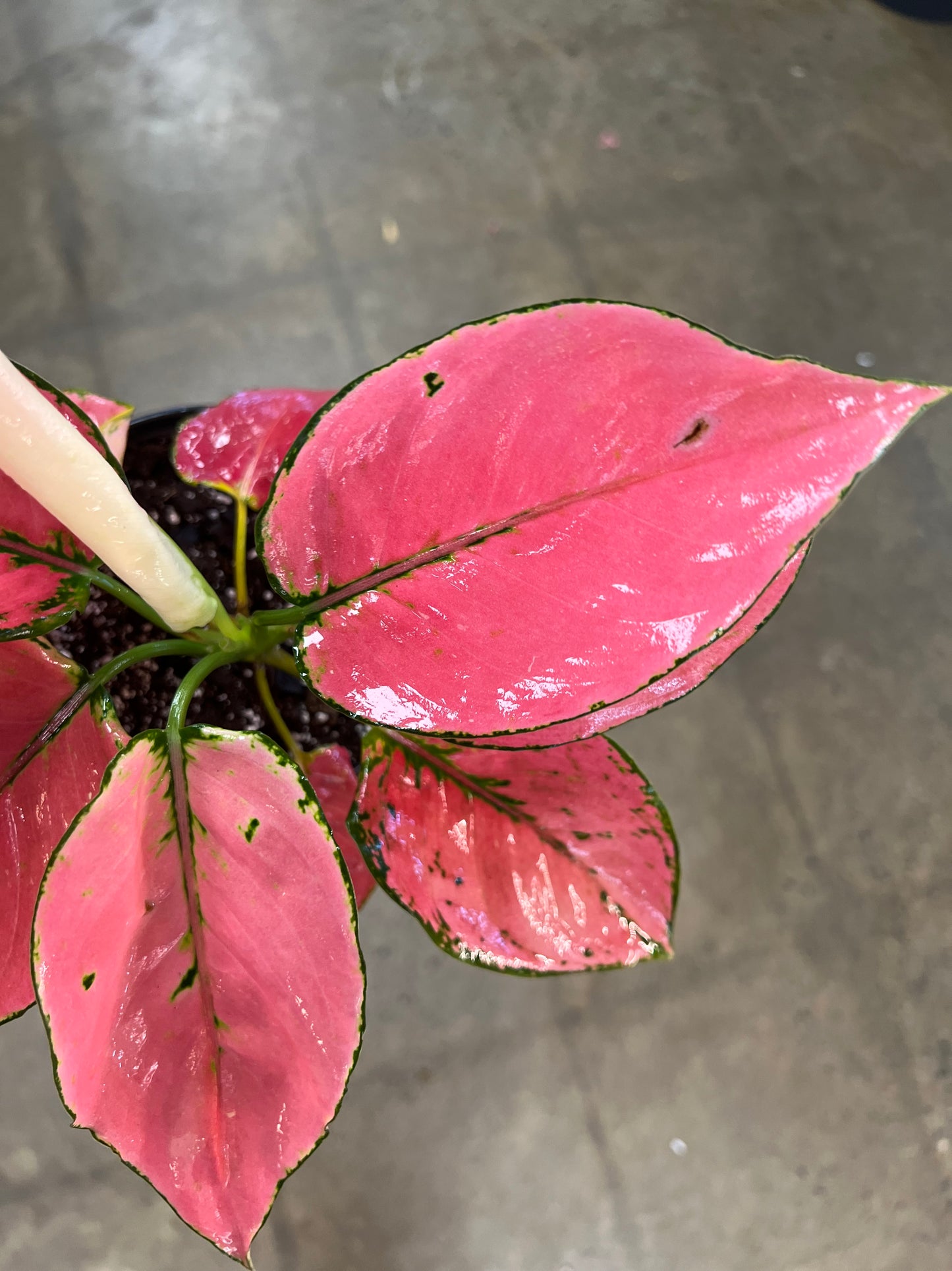 Aglaonema Punchy