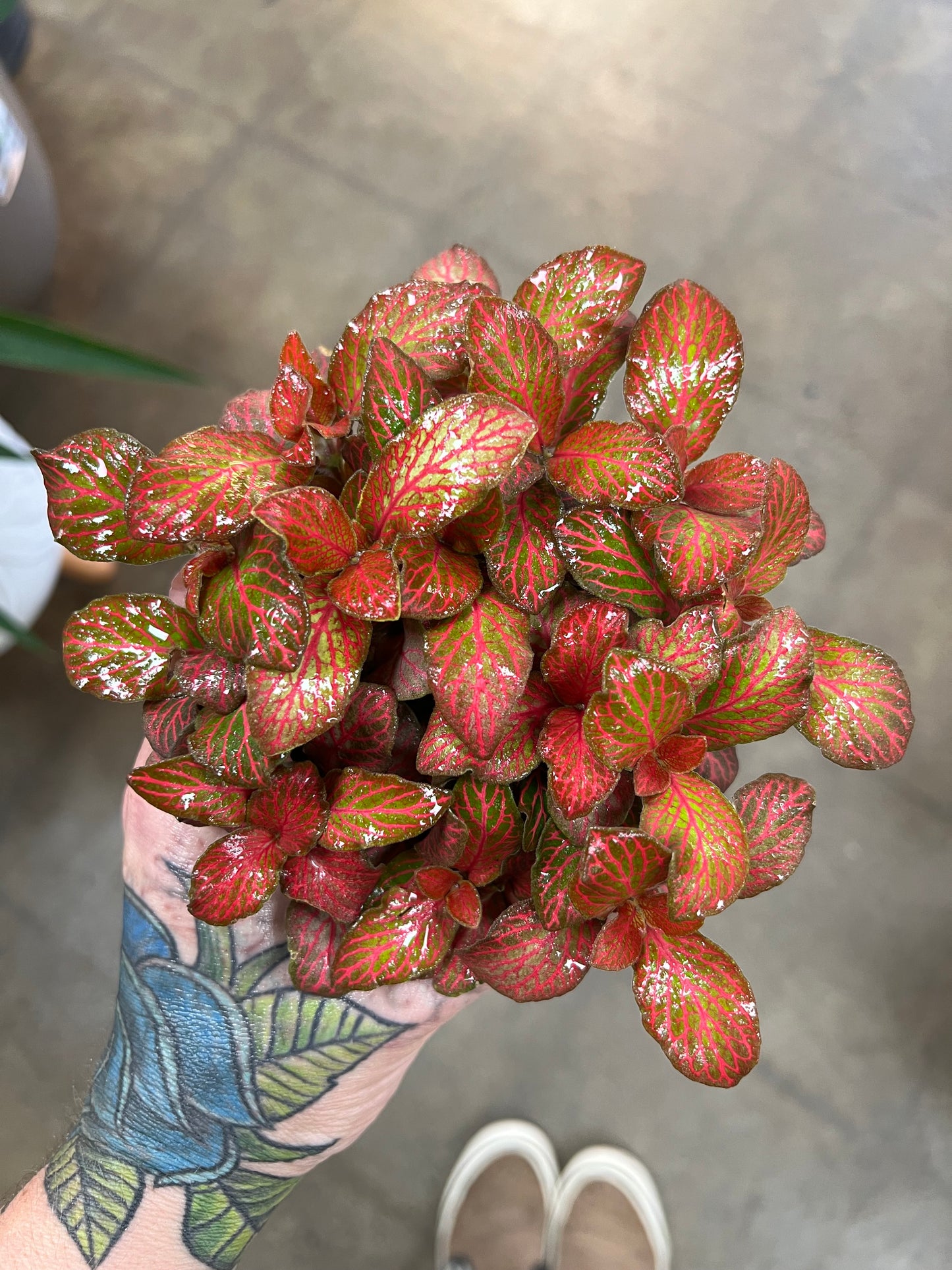 Fittonia Red Flame