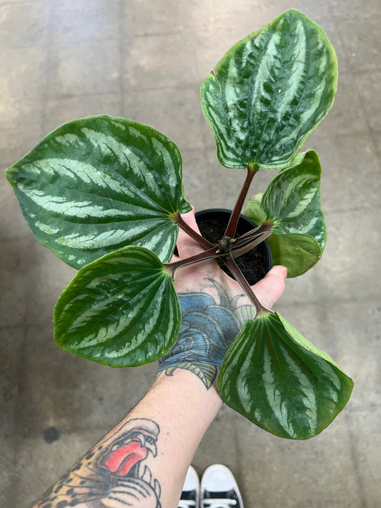 Peperomia Ecuador