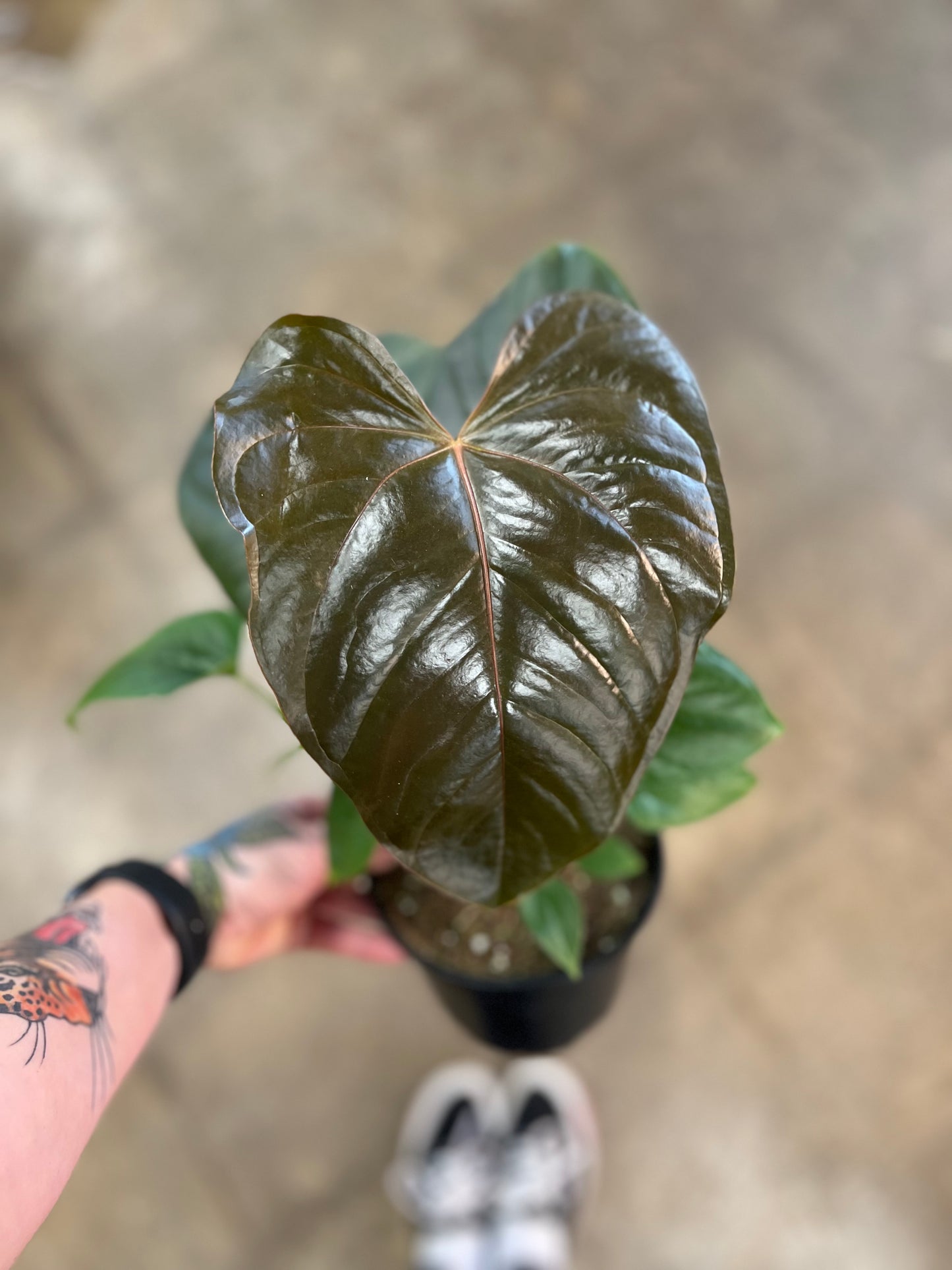 Anthurium Red Leaf