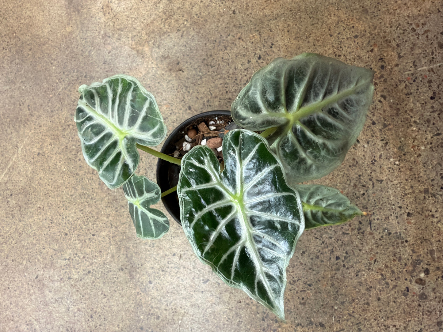 Alocasia Mandalay