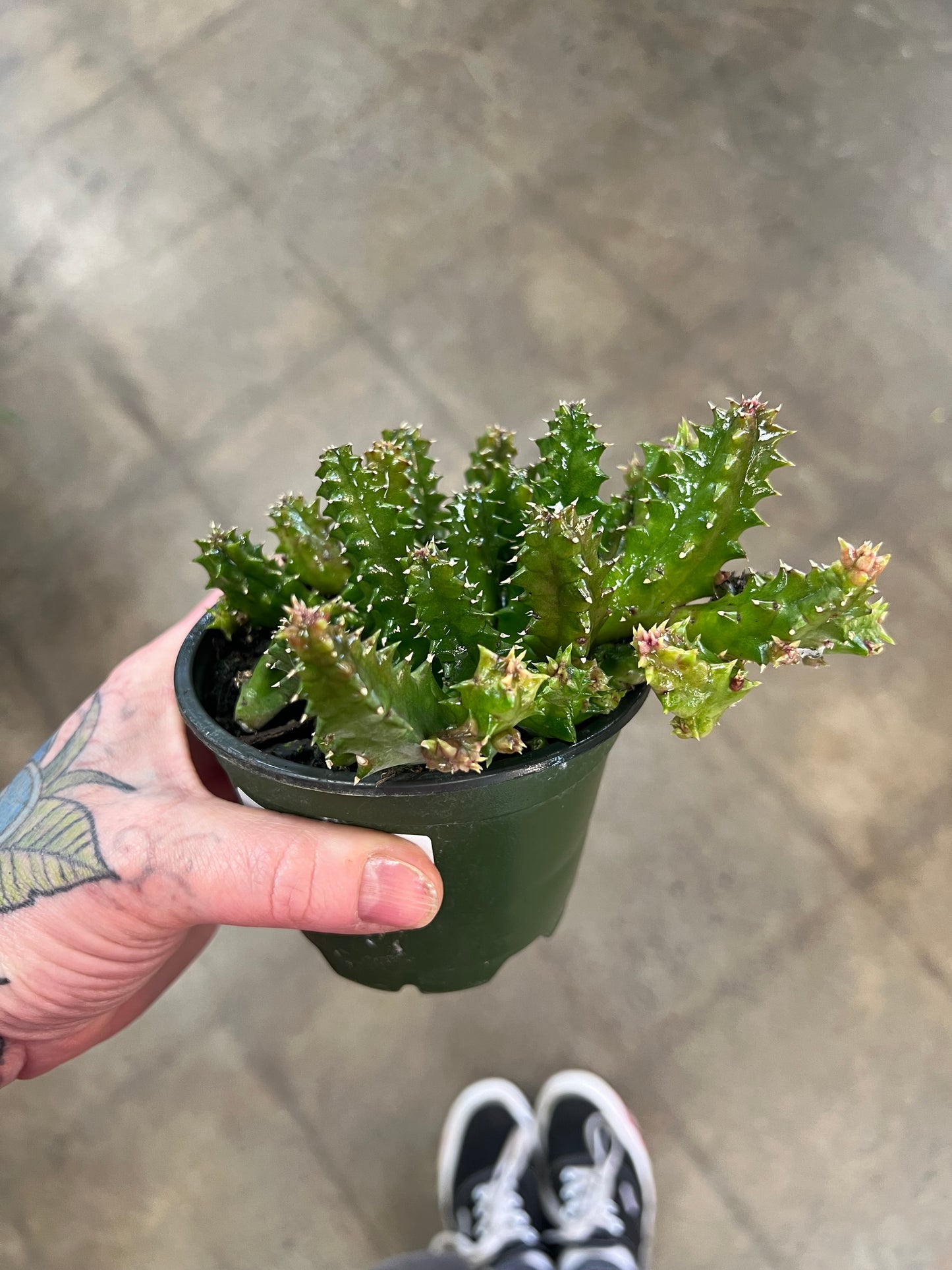 Huernia Zebrina