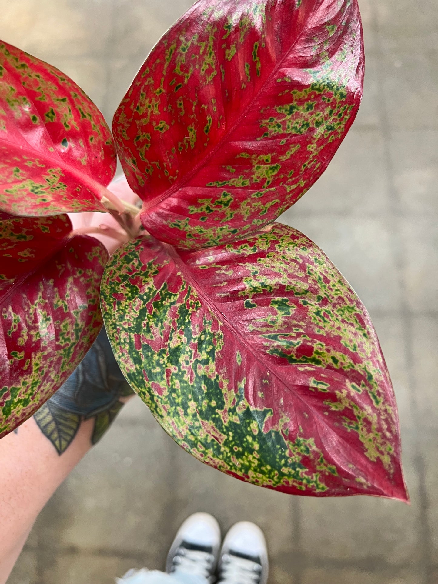 Aglaonema Stardust