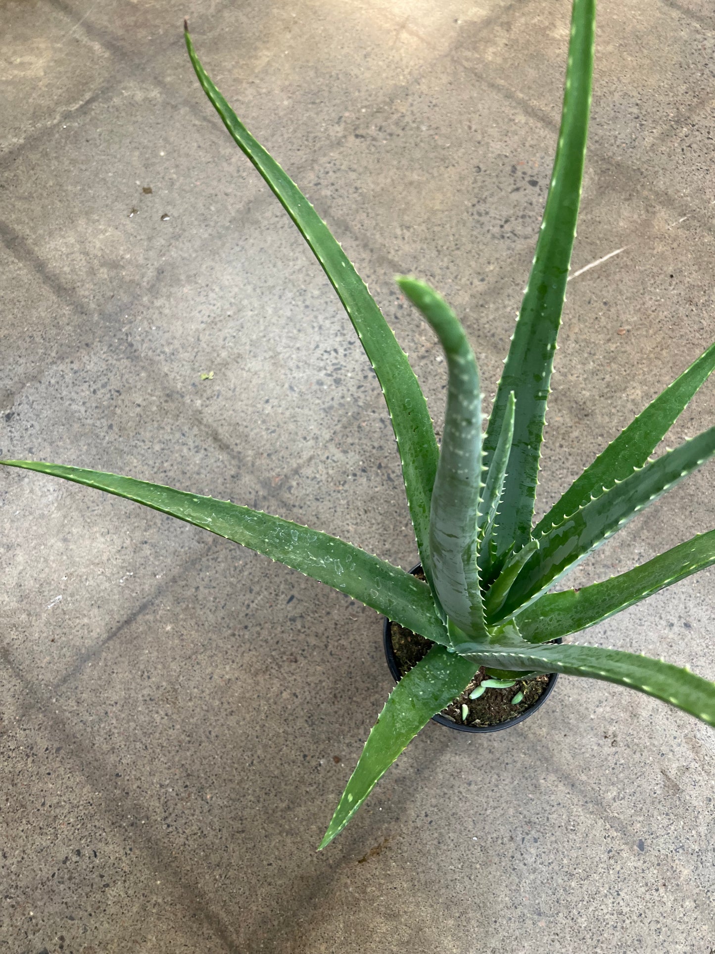 Aloe Vera