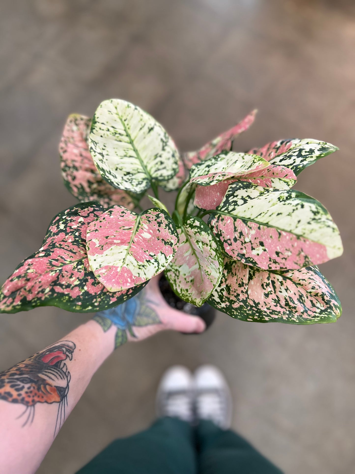 Aglaonema Anyamanee Tri-Color