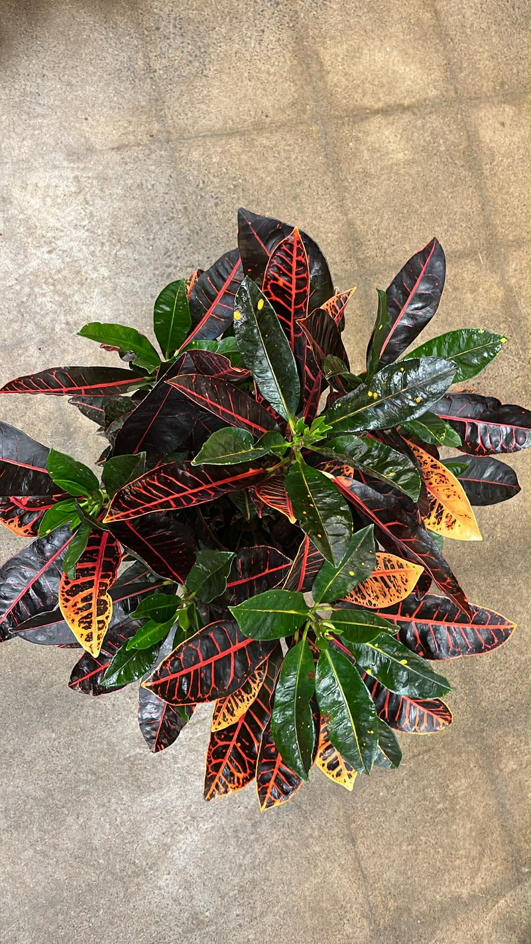 Croton Petra A