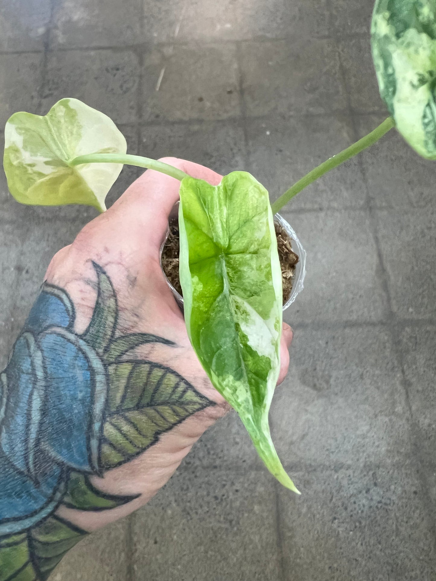 Alocasia Dragon Scale Variegata