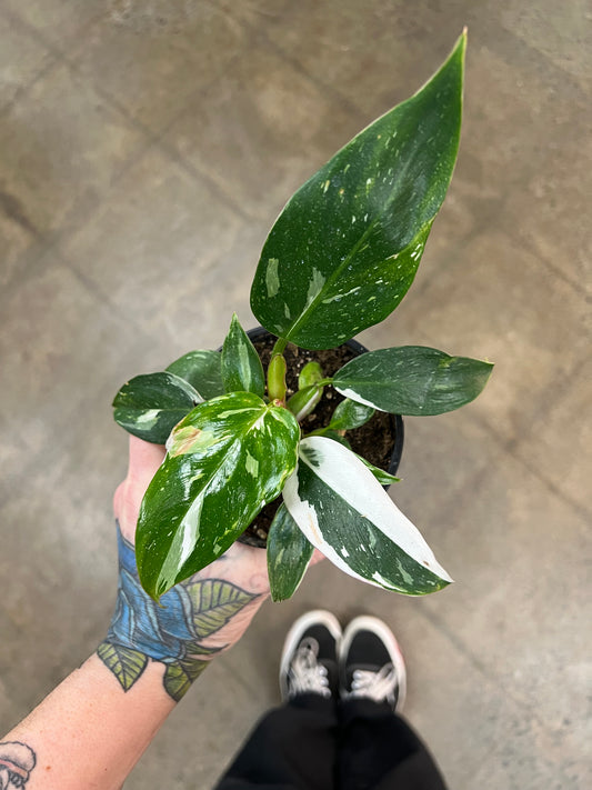 Philodendron White Princess