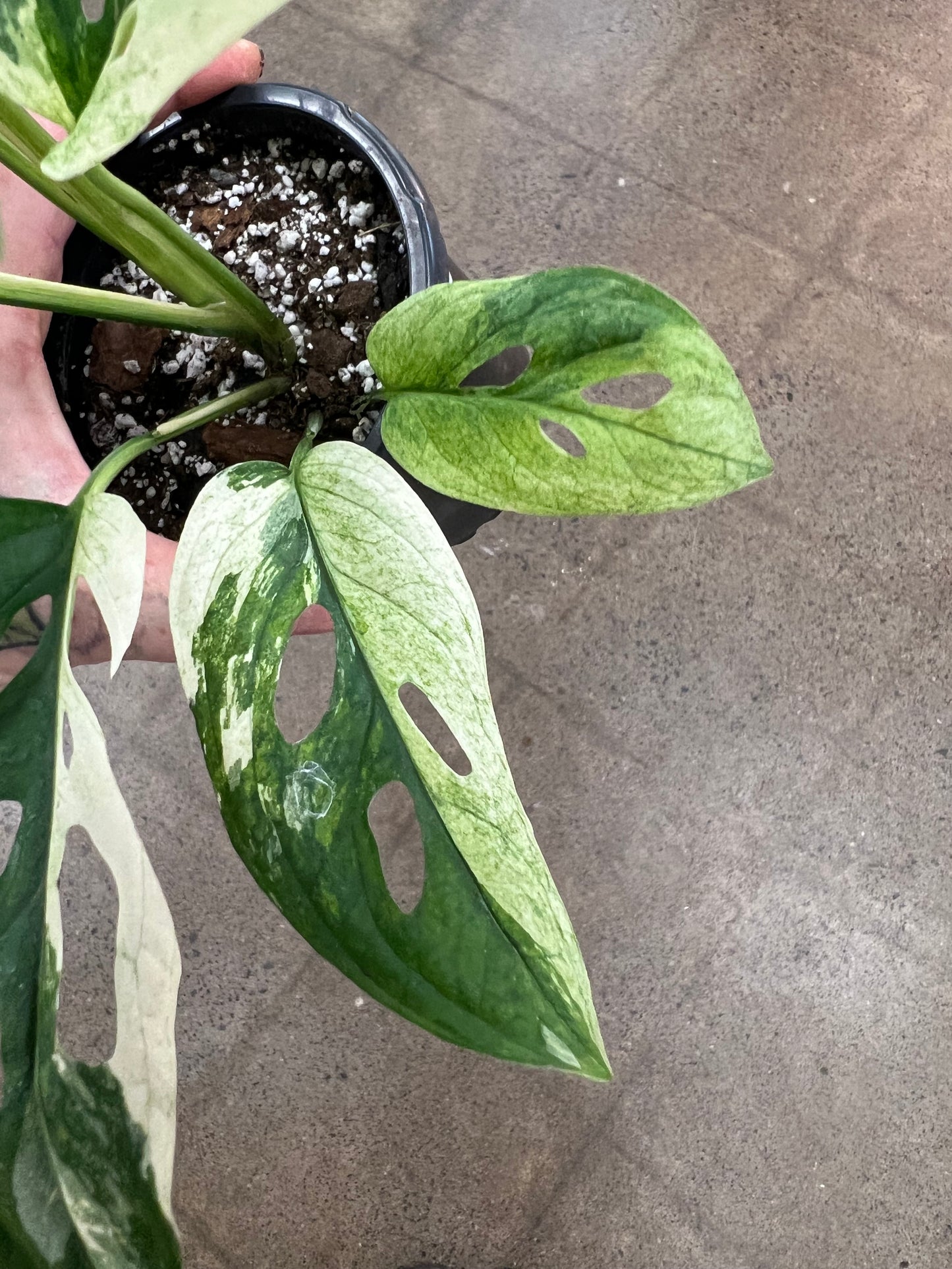 Monstera Adansonii Variegated