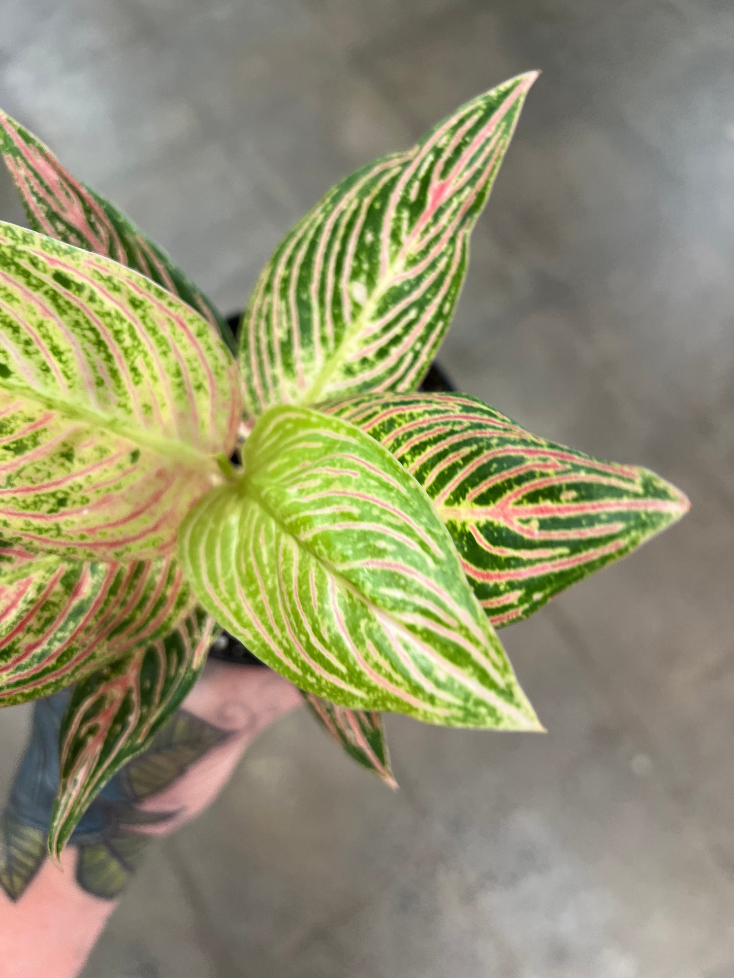 Aglaonema Hope