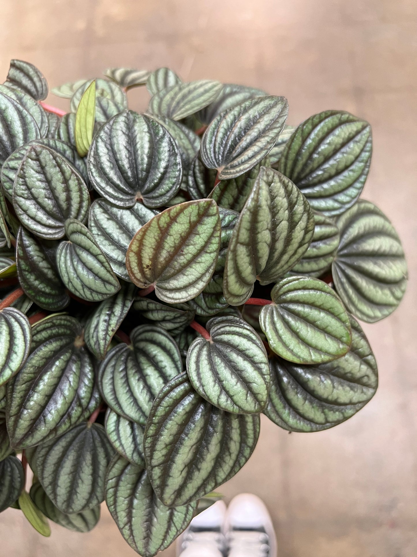 Peperomia Piccolo Banda