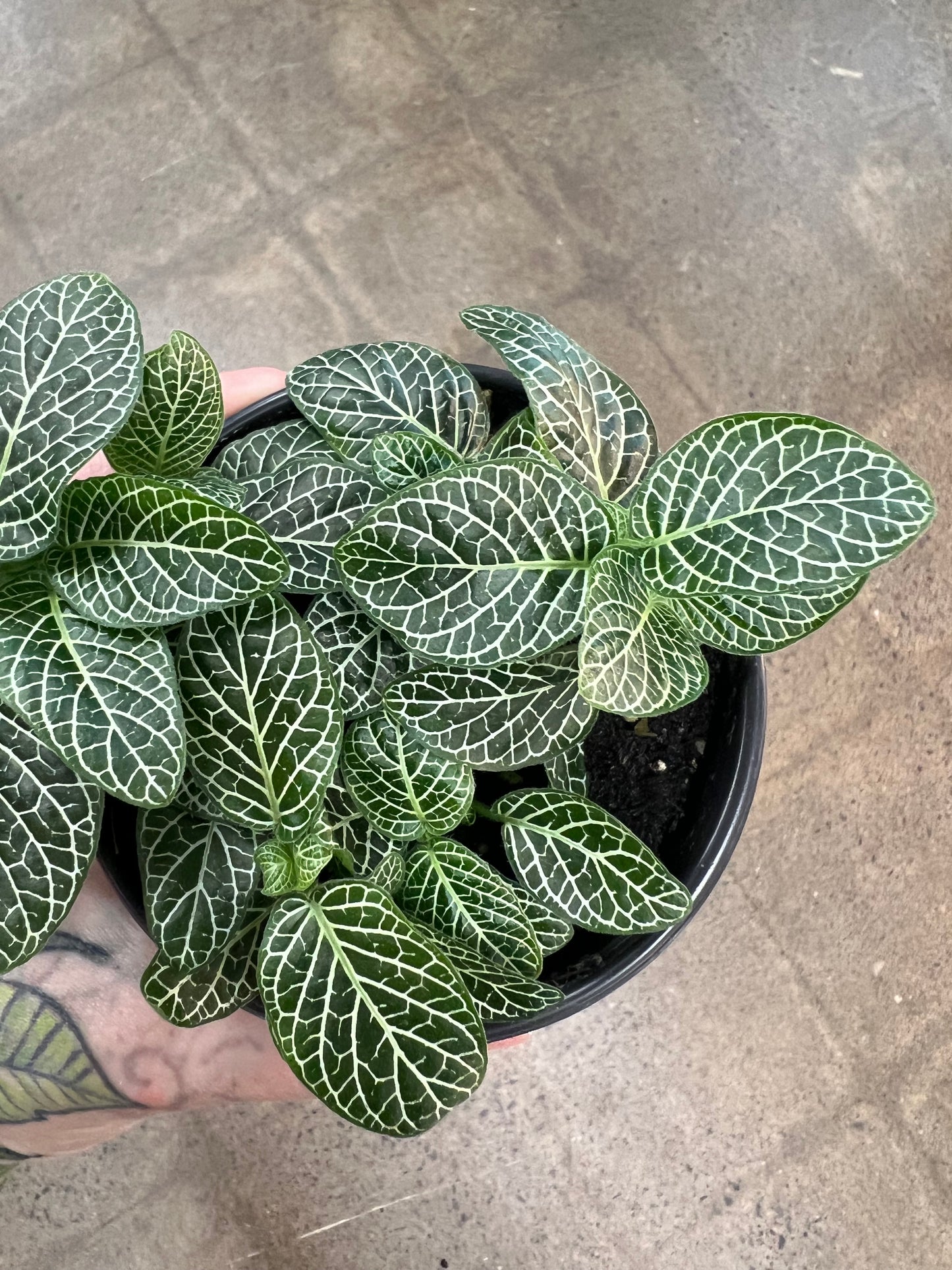 Fittonia Asst.