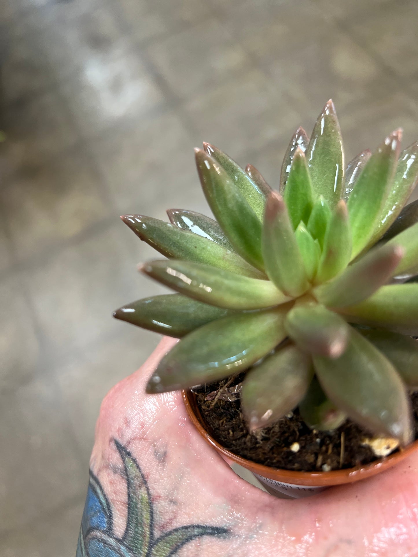 Echeveria Red Dragon