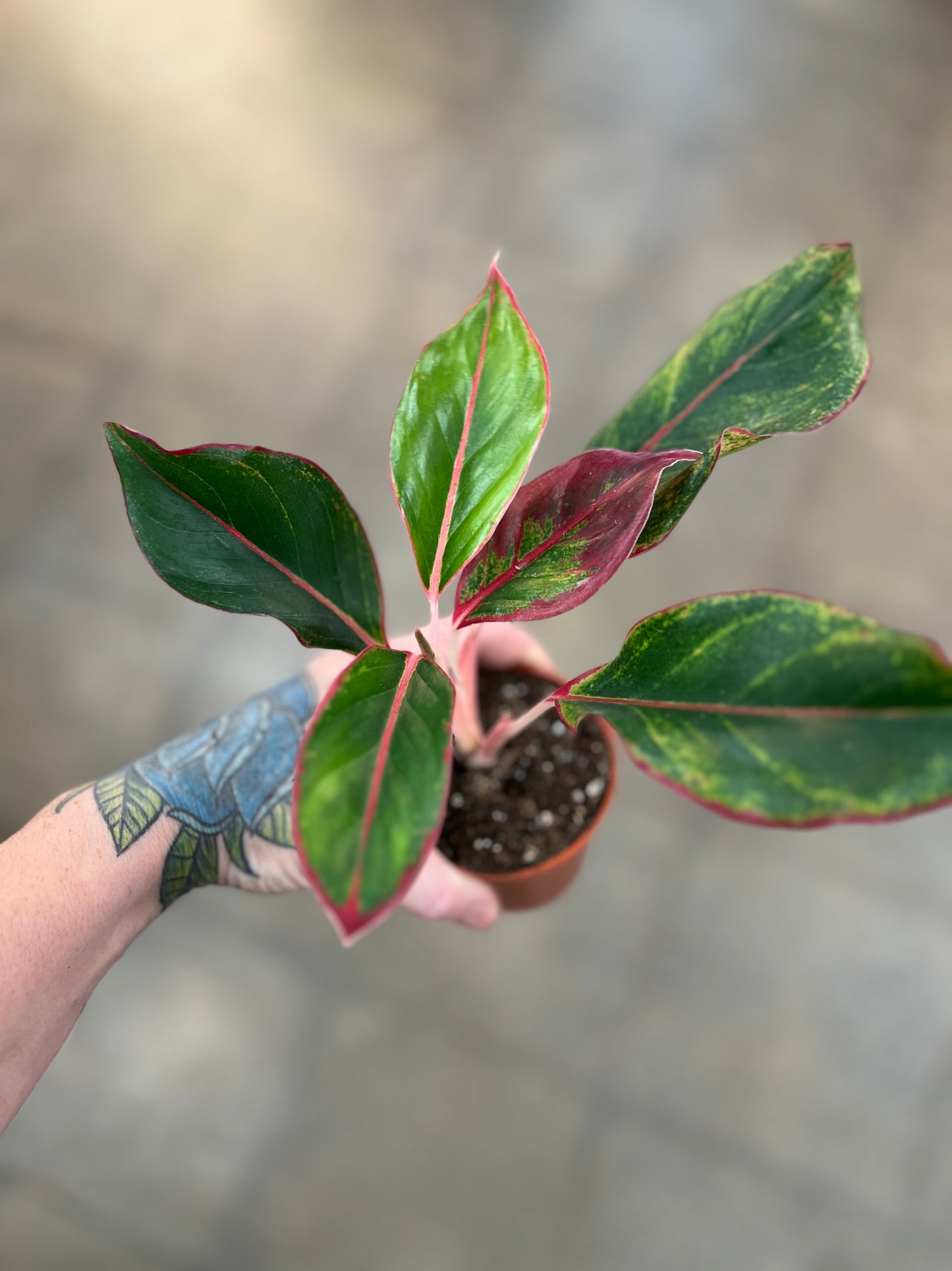 Aglaonema Red Siam