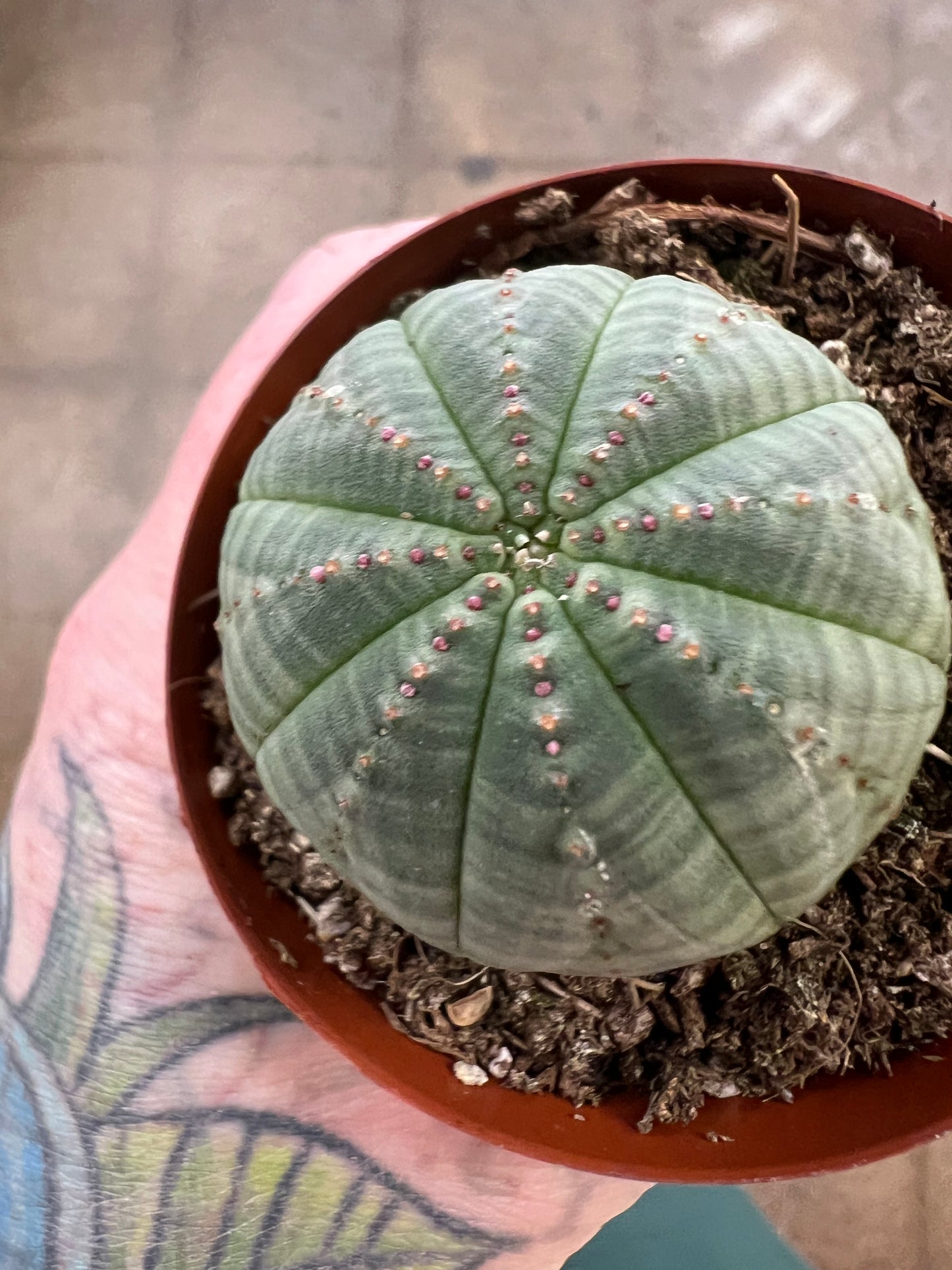 Euphorbia Obesa