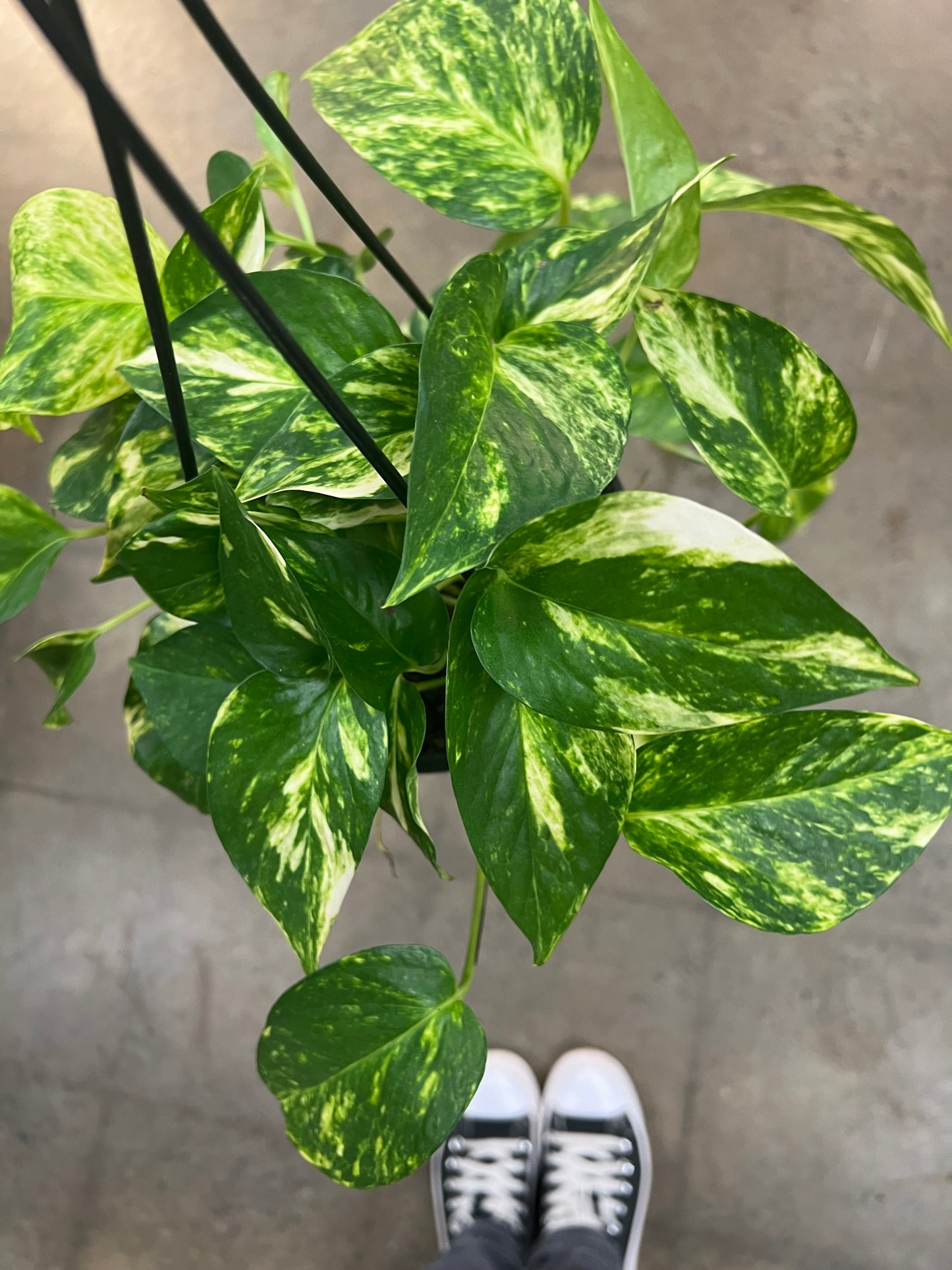 Pothos Hawaiian