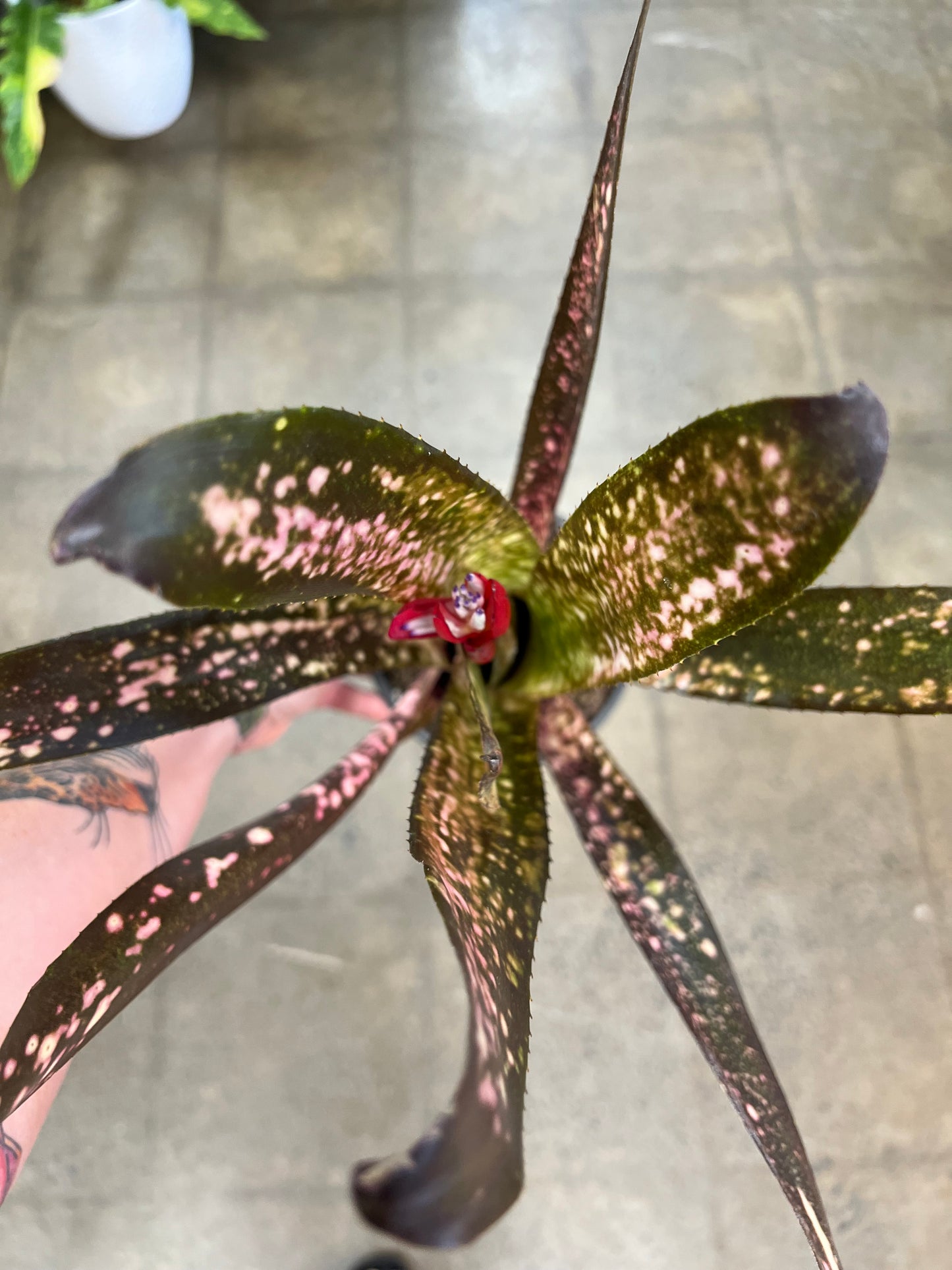 Billbergia Tengee