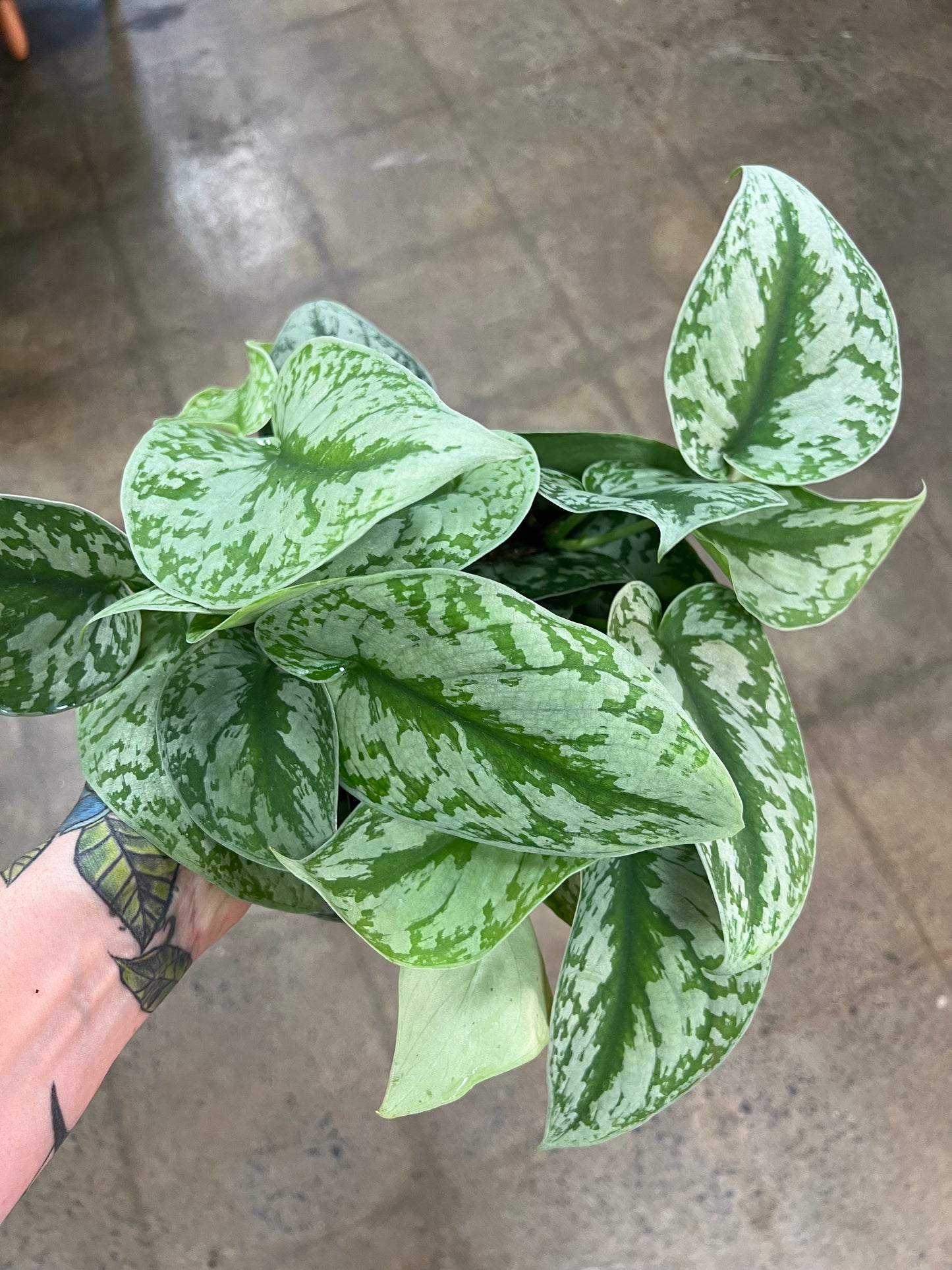 Scindapsus Silver Satin