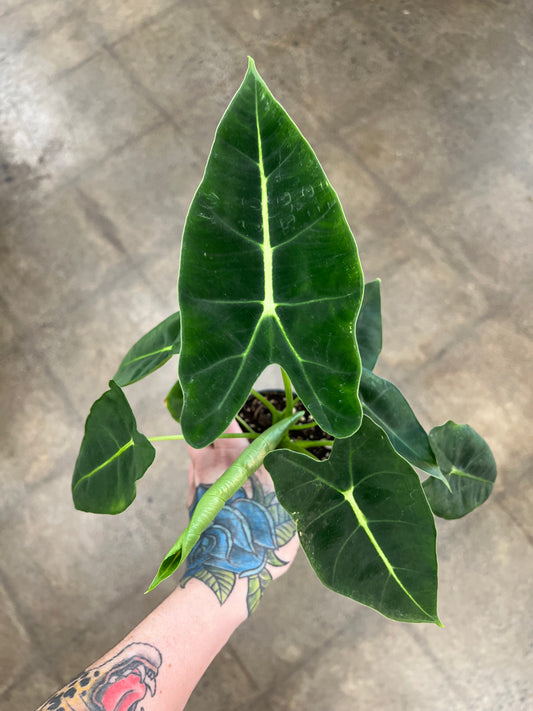 Alocasia Frydek