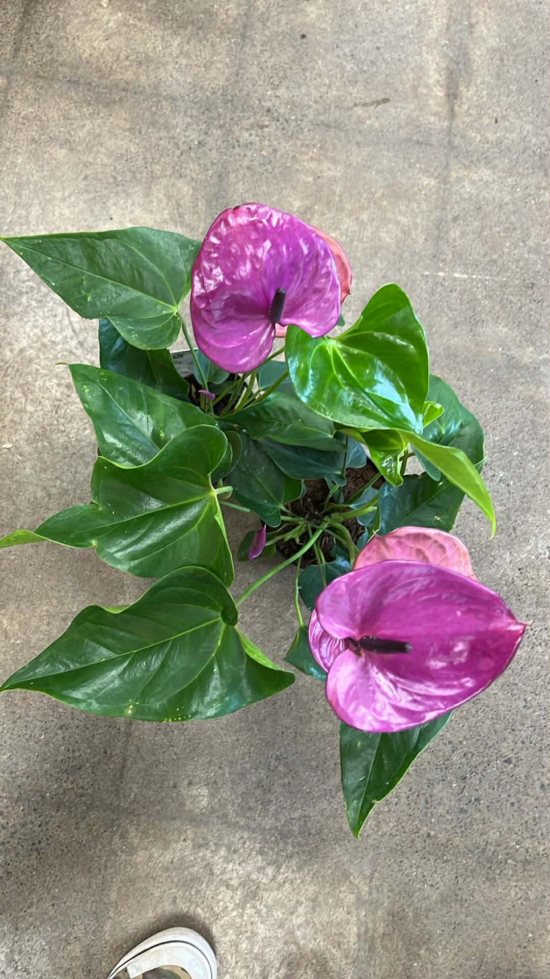 Anthurium Andreanum Violet