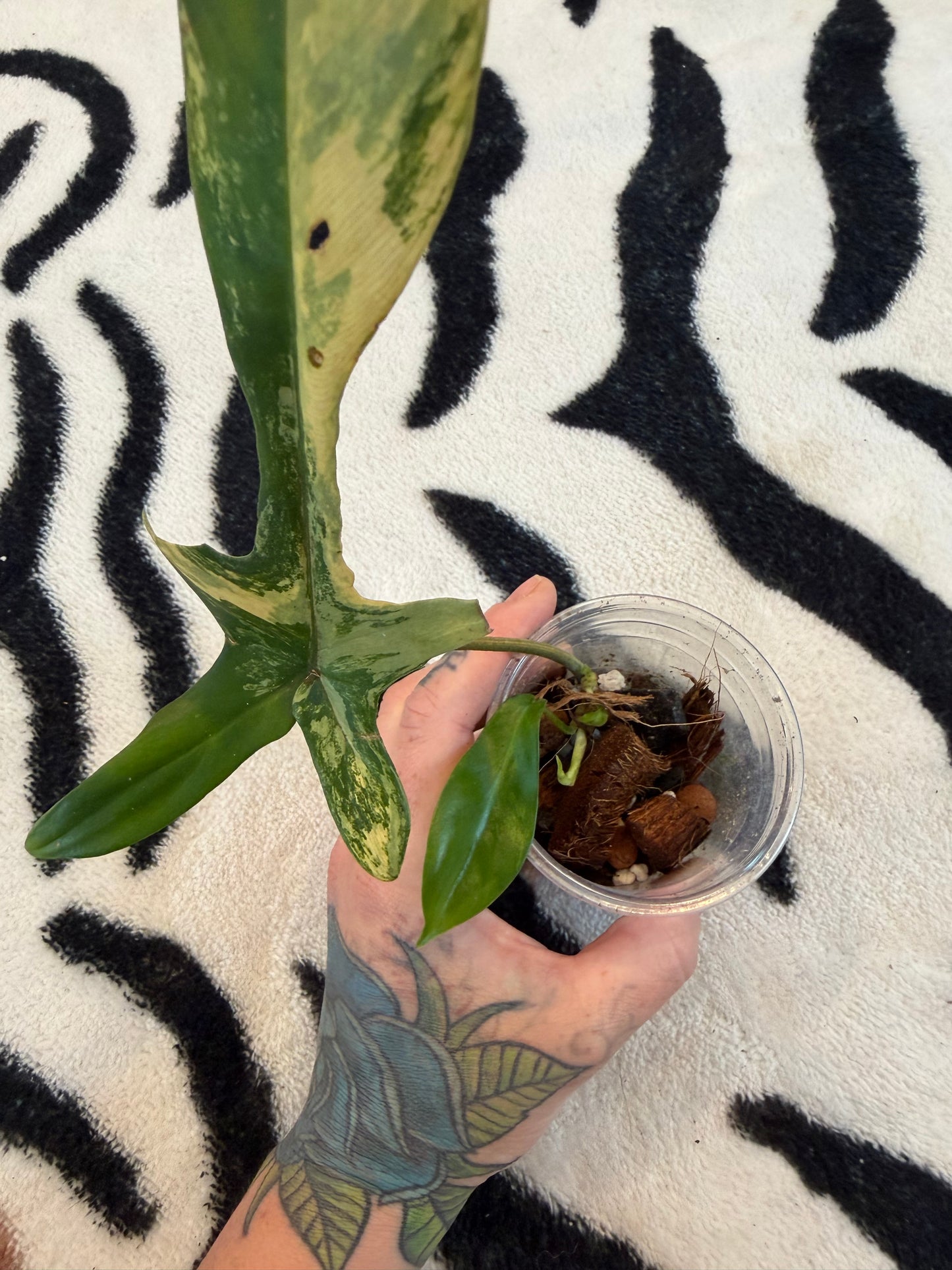 Philodendron Florida Beauty Variegated  Small #3
