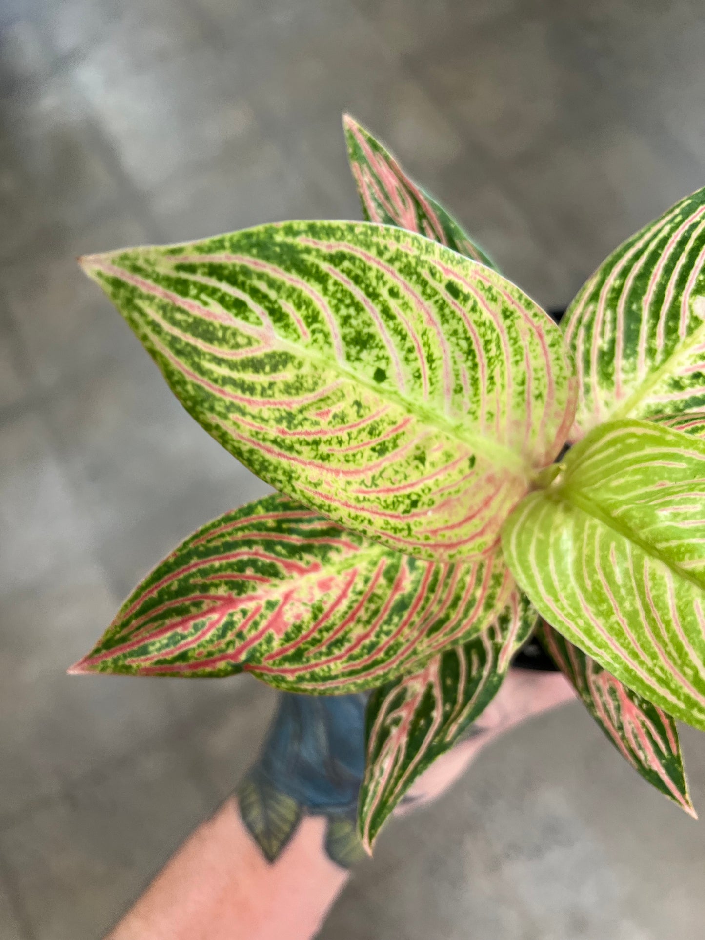 Aglaonema Hope