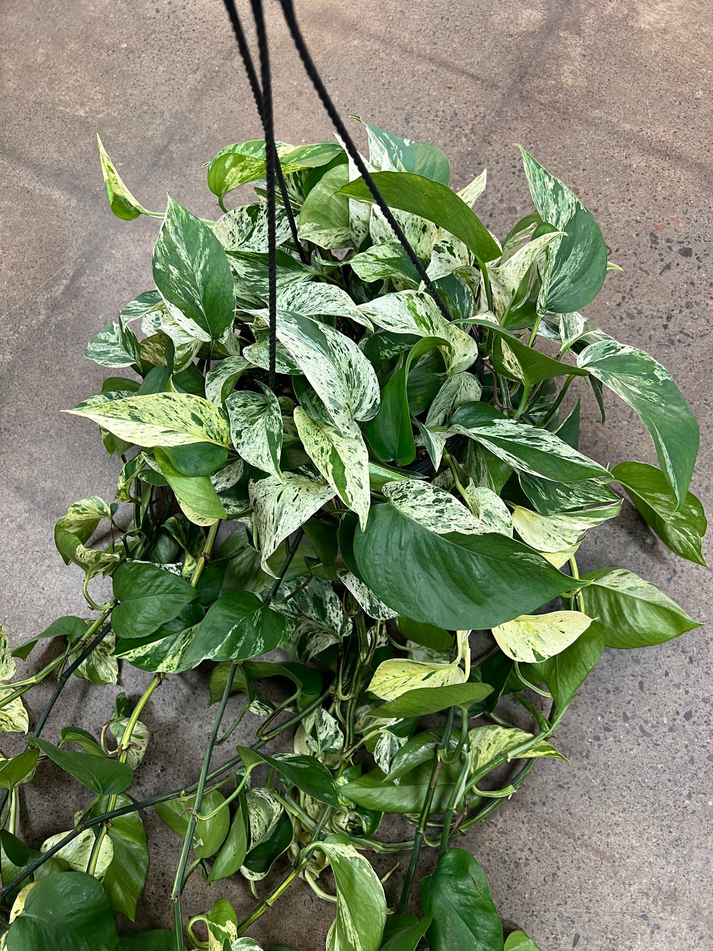 Pothos Marble Queen