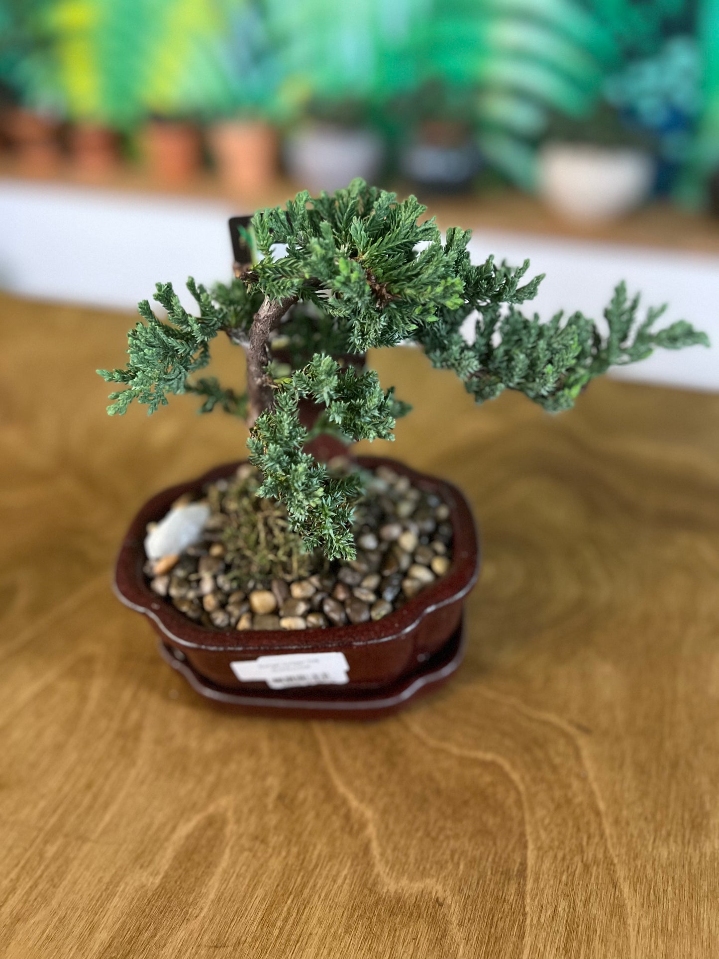 Bonsaï Juniper