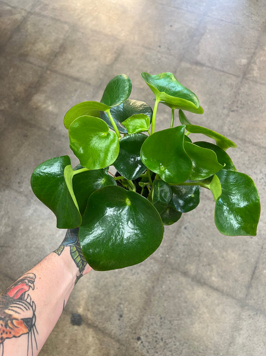 Peperomia Raindrop