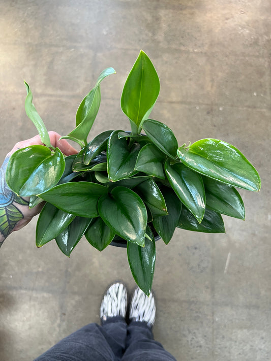 Scindapsus Sterling