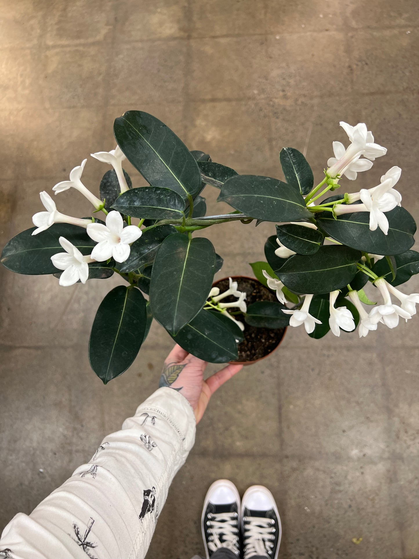 Stephanotis