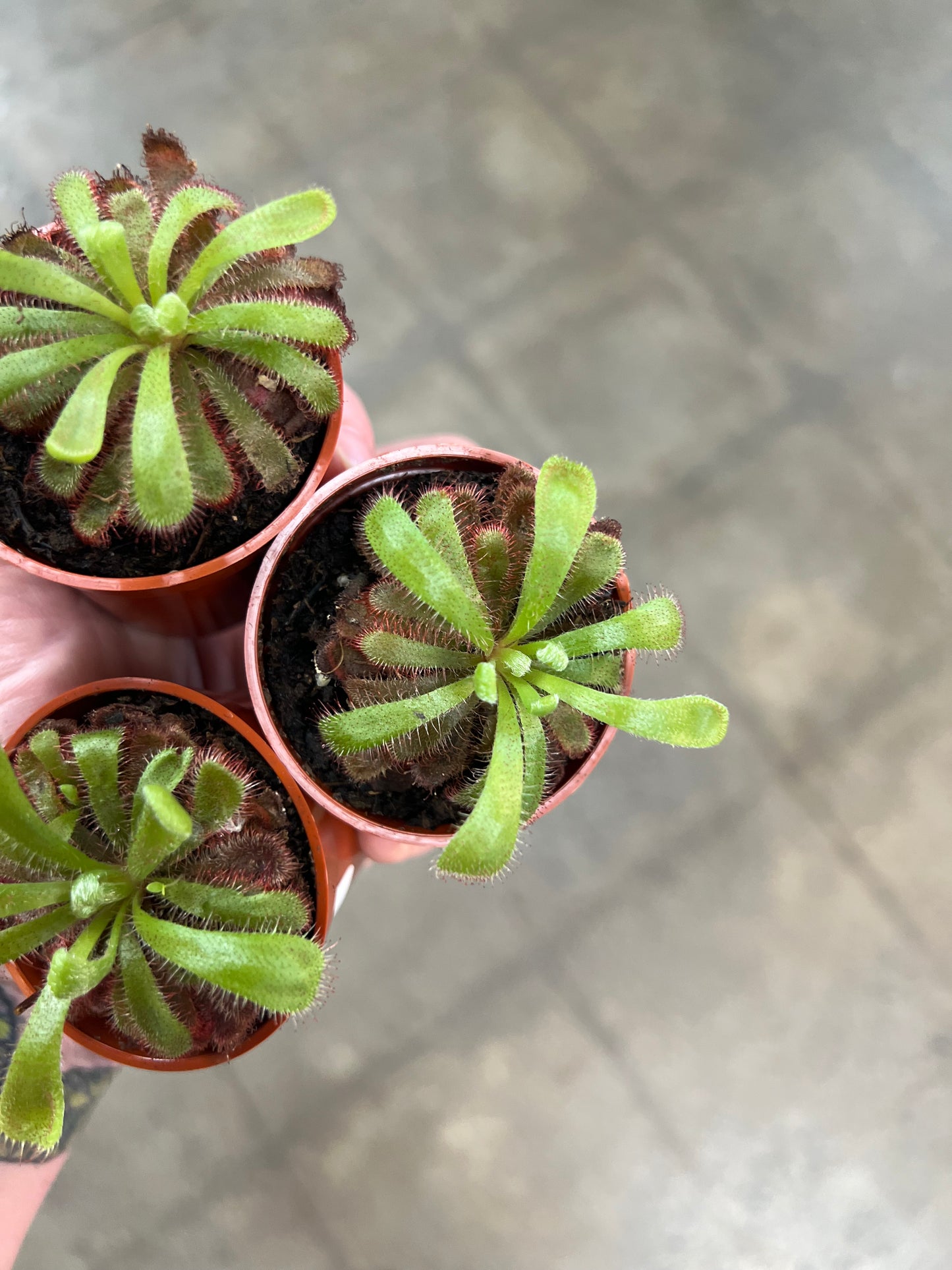 Drosera Sundew