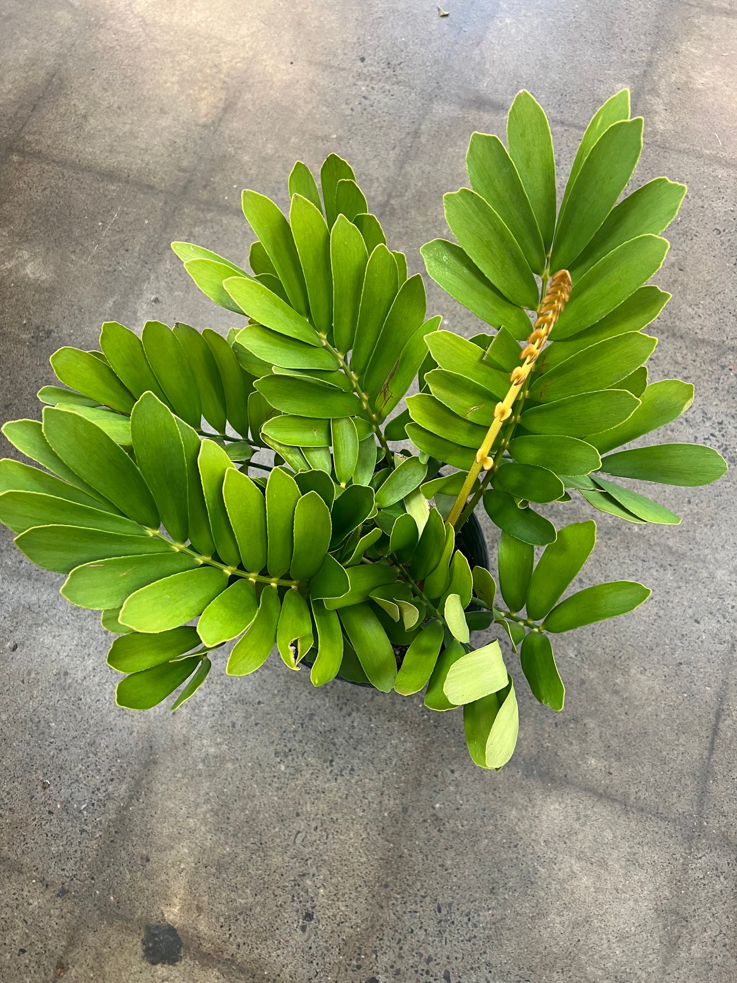 Zamia Furfuracea Cardboard Palm