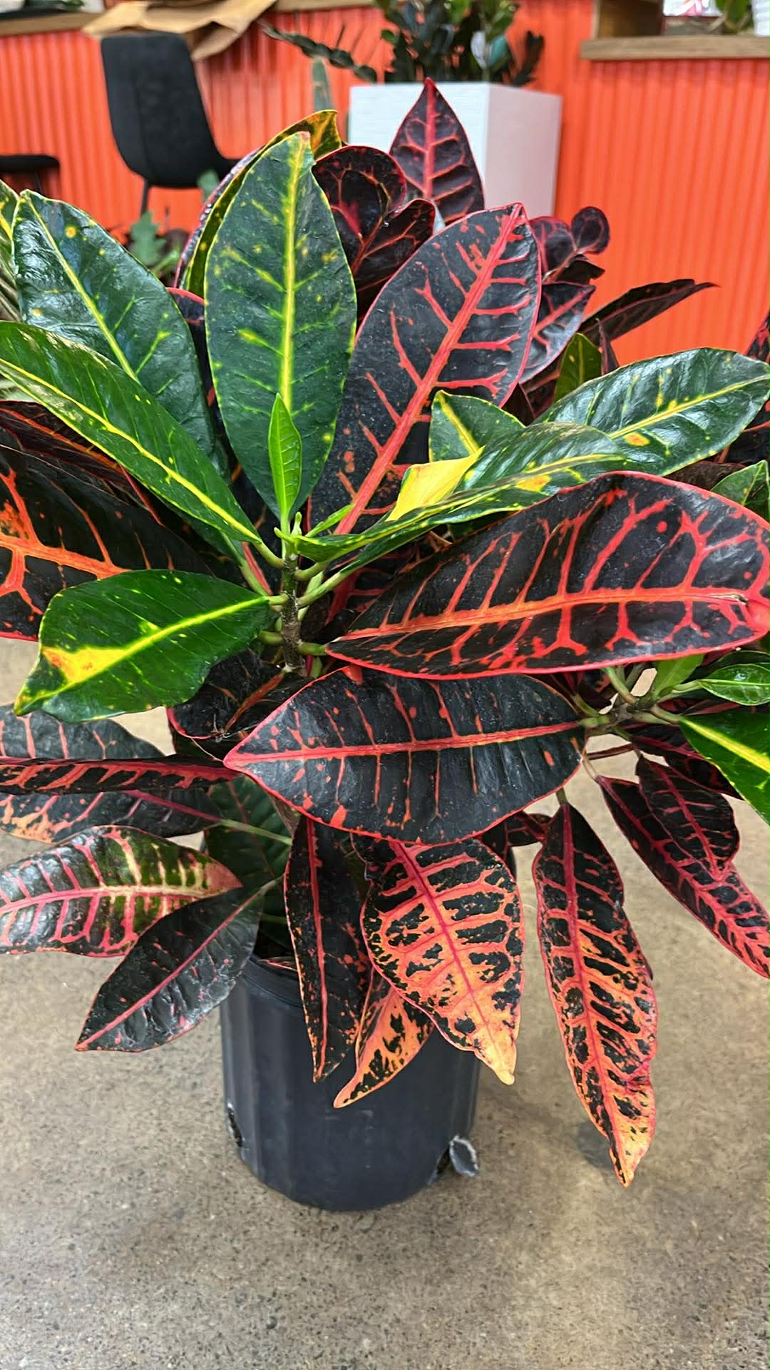 Croton Petra A