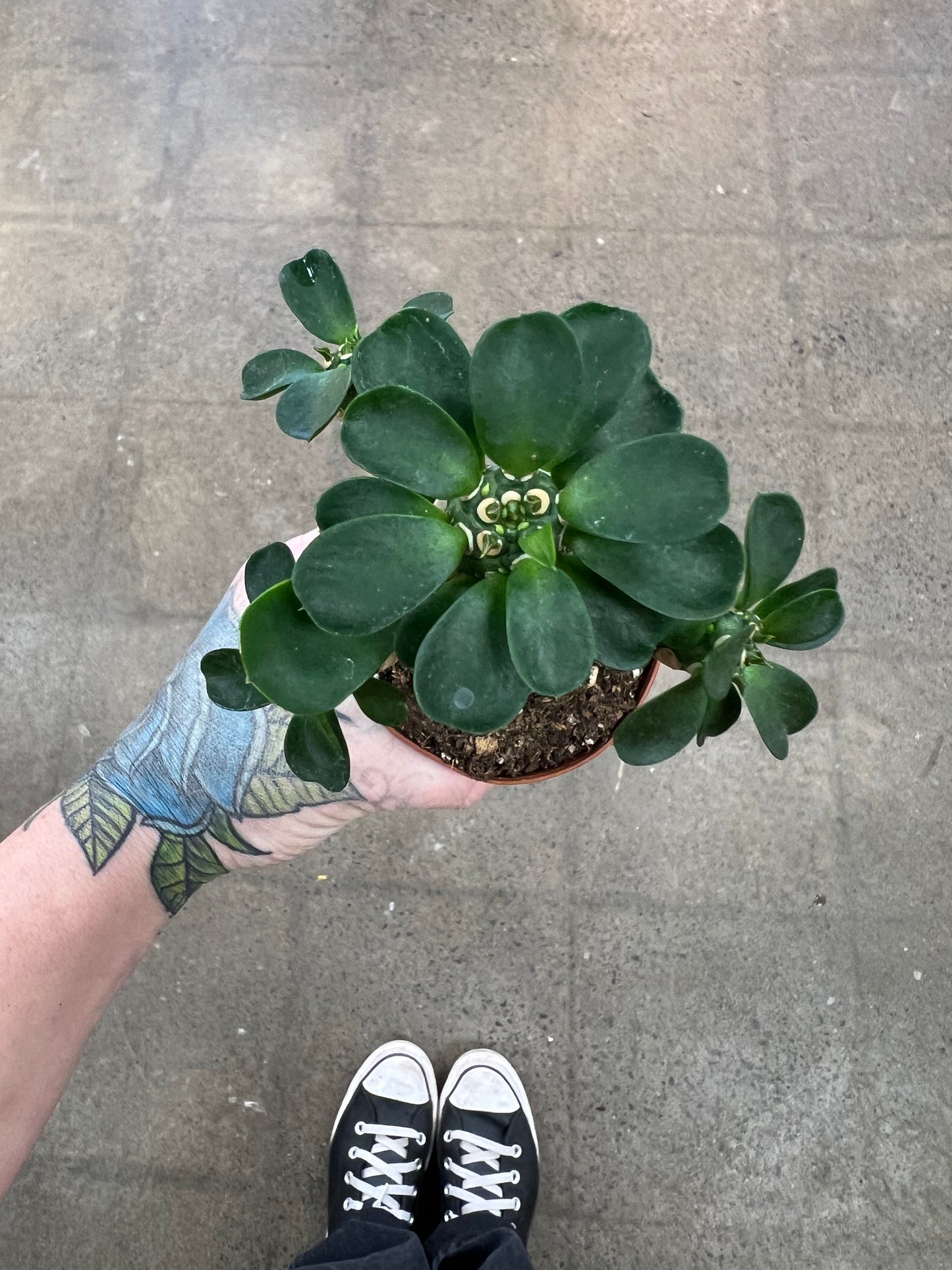 Euphorbia Royleana Bois