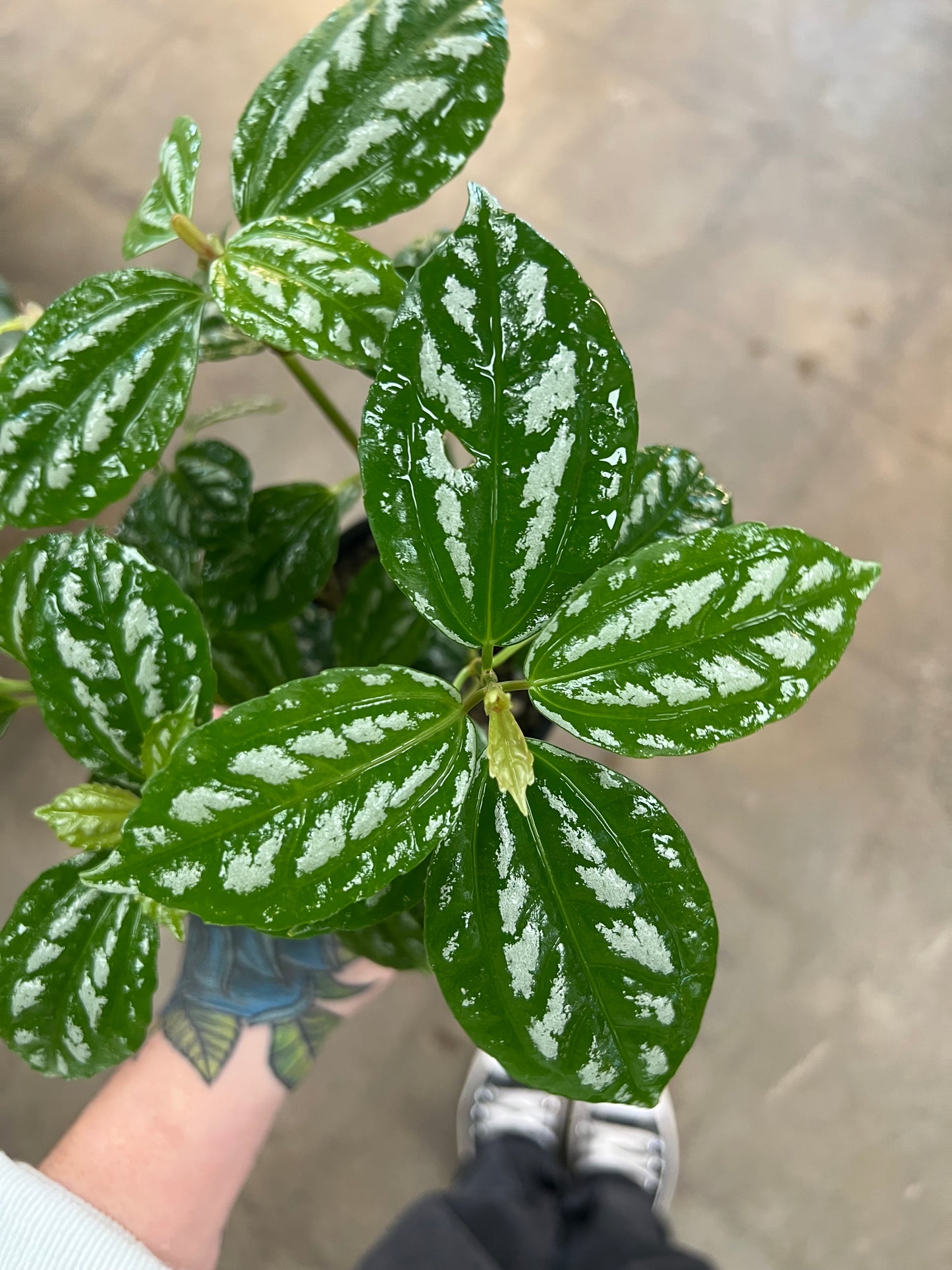 Pilea Aluminum