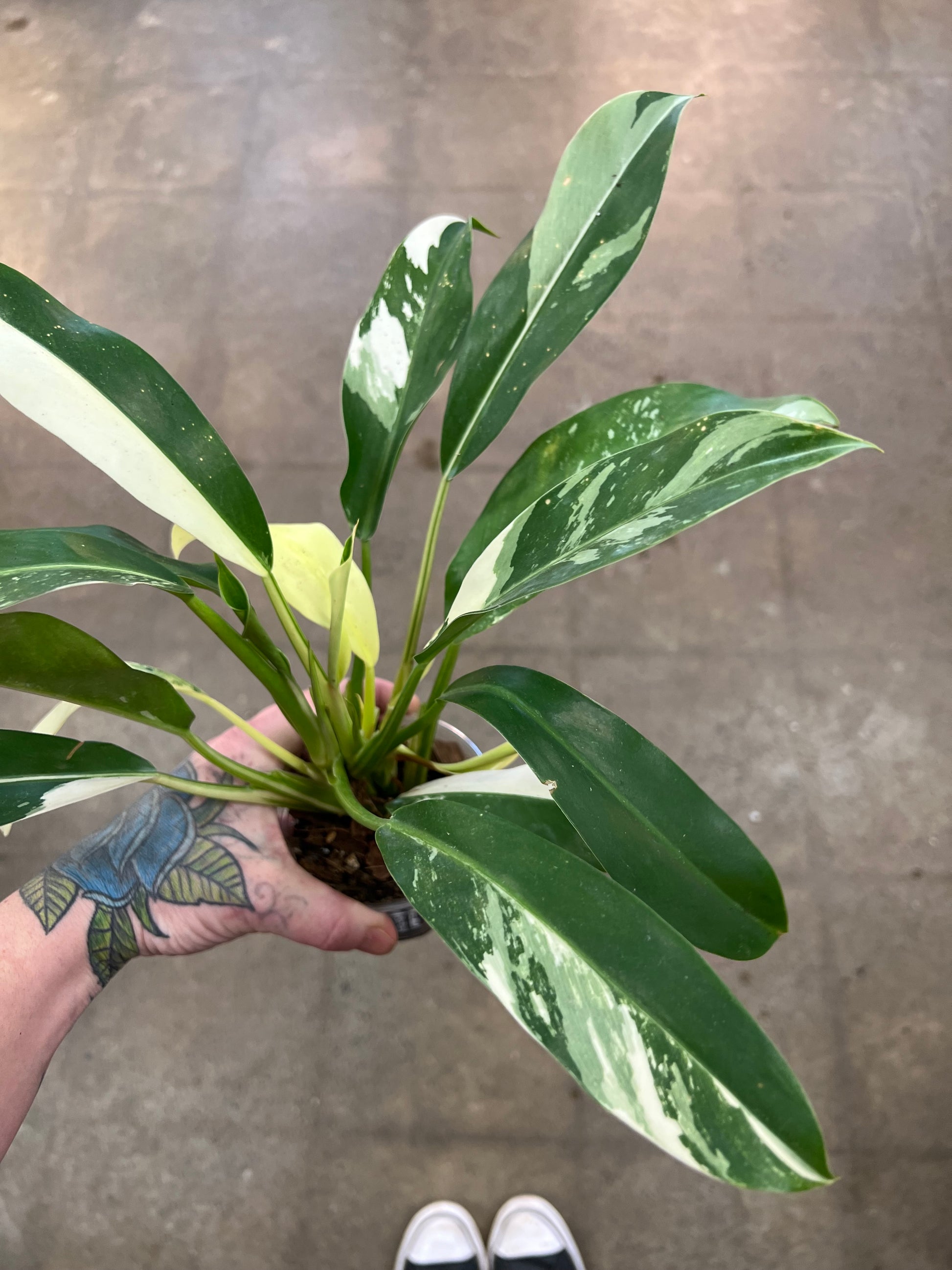 philodendron wend imbe variegated Philodendron Wend Imbe Variegated