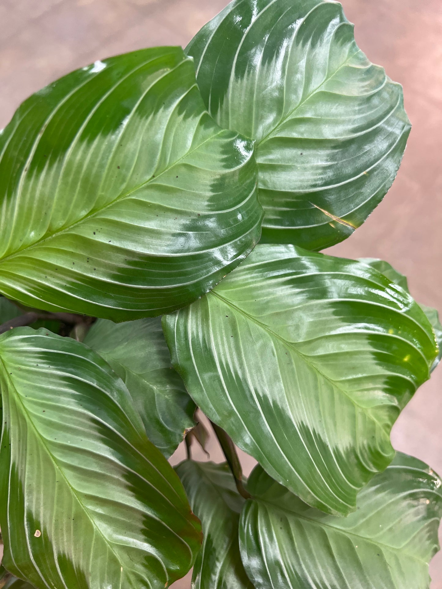 Maranta Silver Band