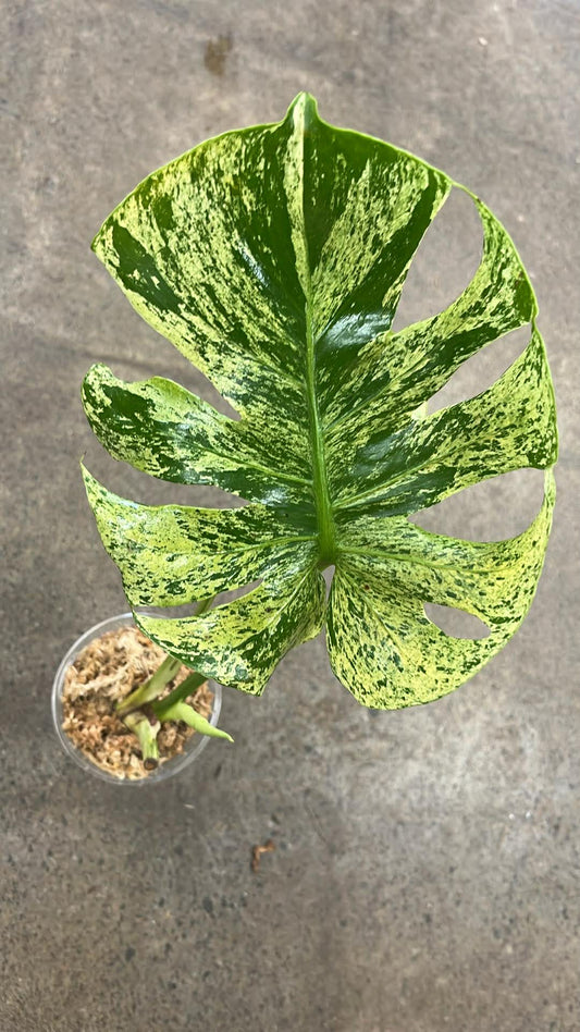 Monstera Siam Mint #2